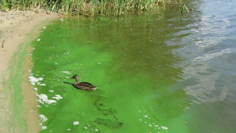 Darum sind Blaualgen so gefährlich Blaualgen im Wasser