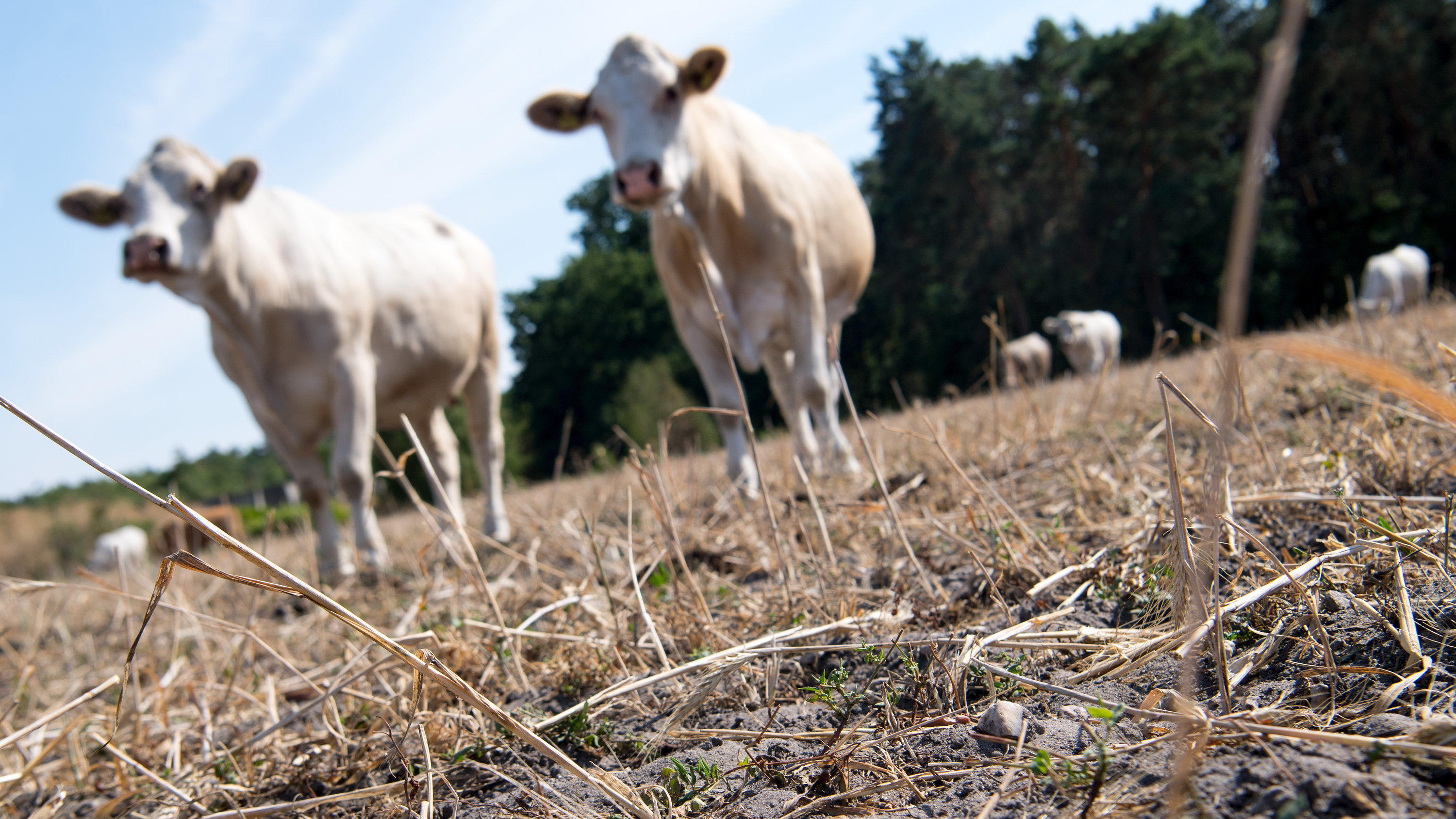 Folgen von Dürre und Hitzewelle: Den Bauern geht das Futter aus Trockenheit