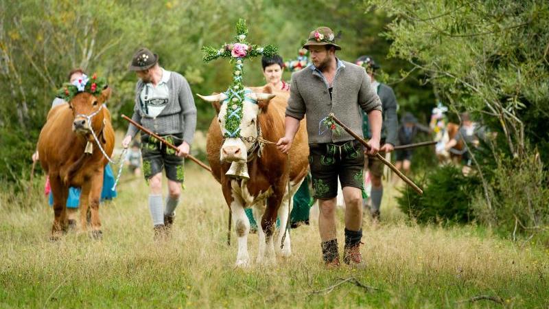 Für alle Festival-Fans: So wird das Wetter an Pfingsten Bauern treiben geschmückte Kühe