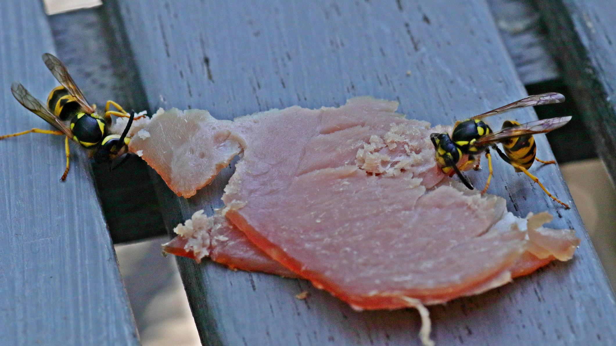 Richtiger Umgang mit Wespen: Insekten nicht einfach erschlagen Wespen fliegen auf alles, was süß ist. Genauso gerne knabbern sie aber auch an Wurst.