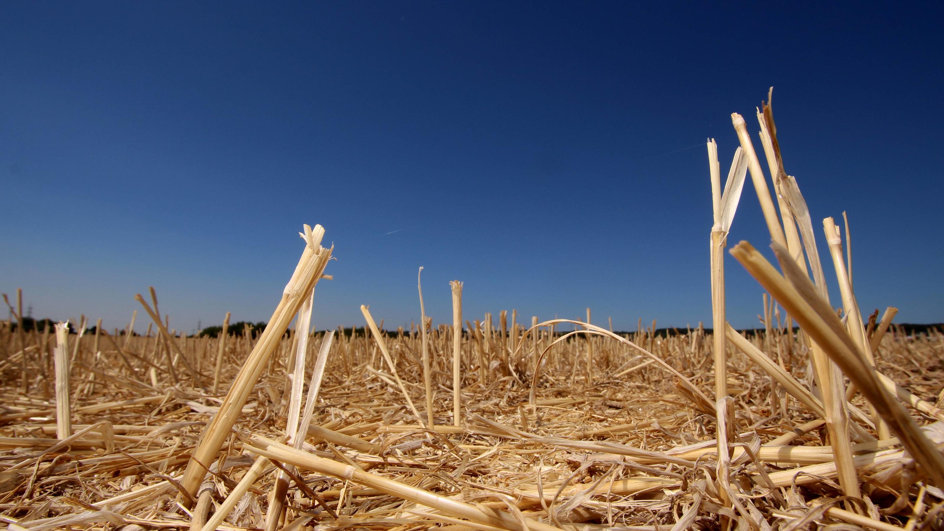 Klimawandel in Deutschland: Sommer wie 2018 in Zukunft normal Dürre in Hofheim, Main Taunus Kreis, Hessen, Deutschland: abgeerntetes Getreidefeld in der heißen Mittagssonne *** Drought in Hofheim Main Taunus Hesse Germany harvested field of corn in the hot midday sun