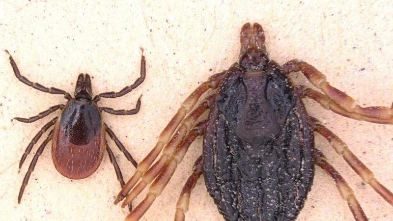 Hyalomma-Zecke hat erstmals in Deutschland überwintert Gemeiner Holzbock und Hyalomma marginatum