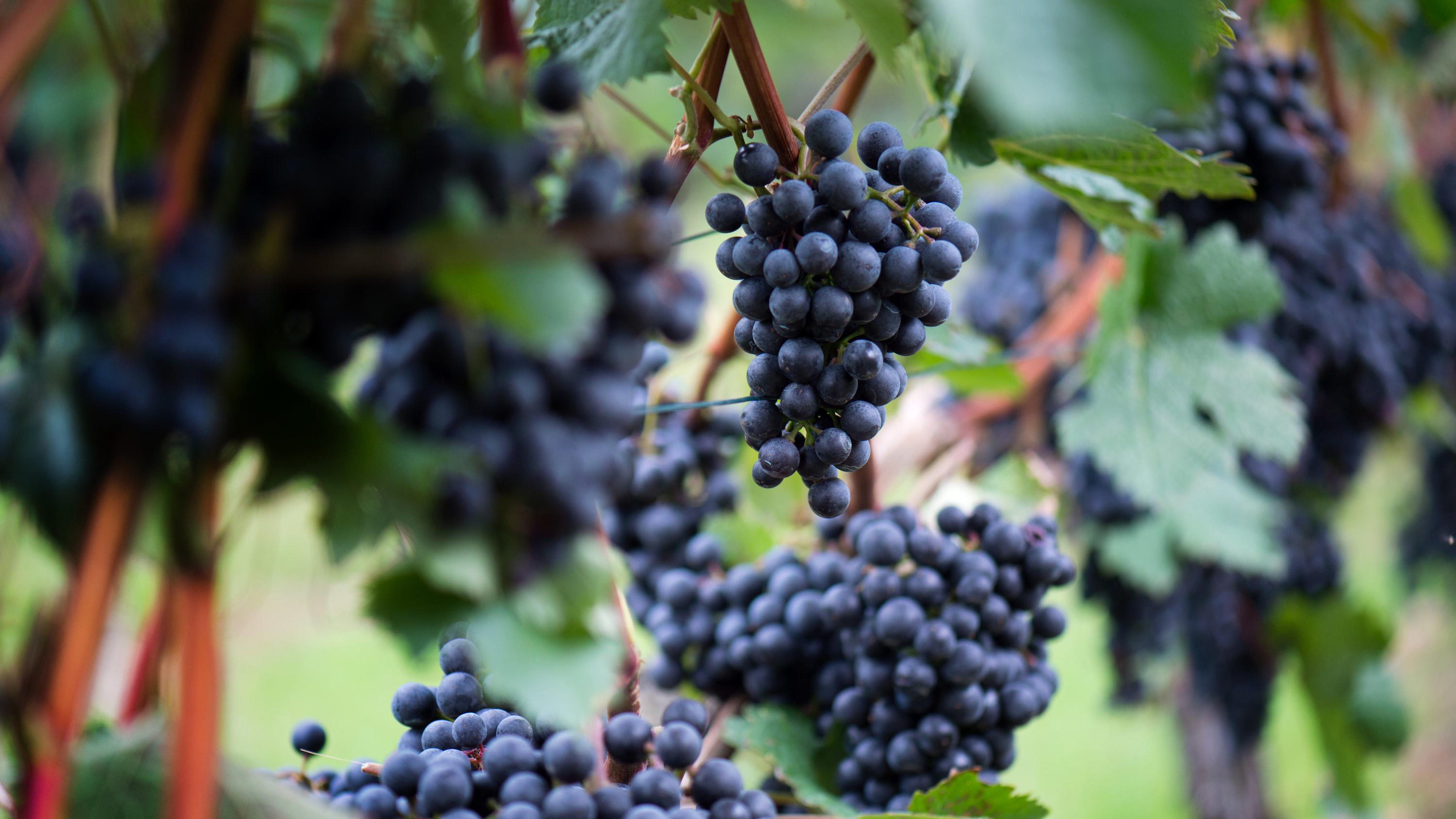 Sommer 2018 - die Bilanz: Die Gewinner und Verlierer des Super-Sommers Der 2018er-Rotwein dürfte sehr gut werden