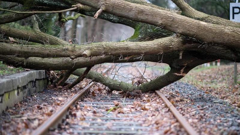 Live-Ticker zum Orkan Sabine: Frau aus dem Main gerettet - Vier Rettungskräfte in NRW verletzt Ein umgestürzter Baum