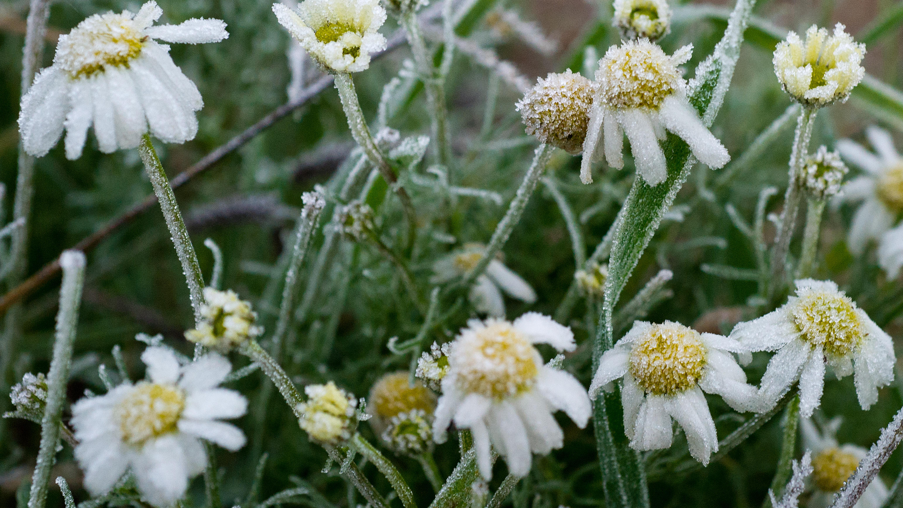 Wetterlexikon: Nachtfrost Wetterlexikon: Nachtfrost