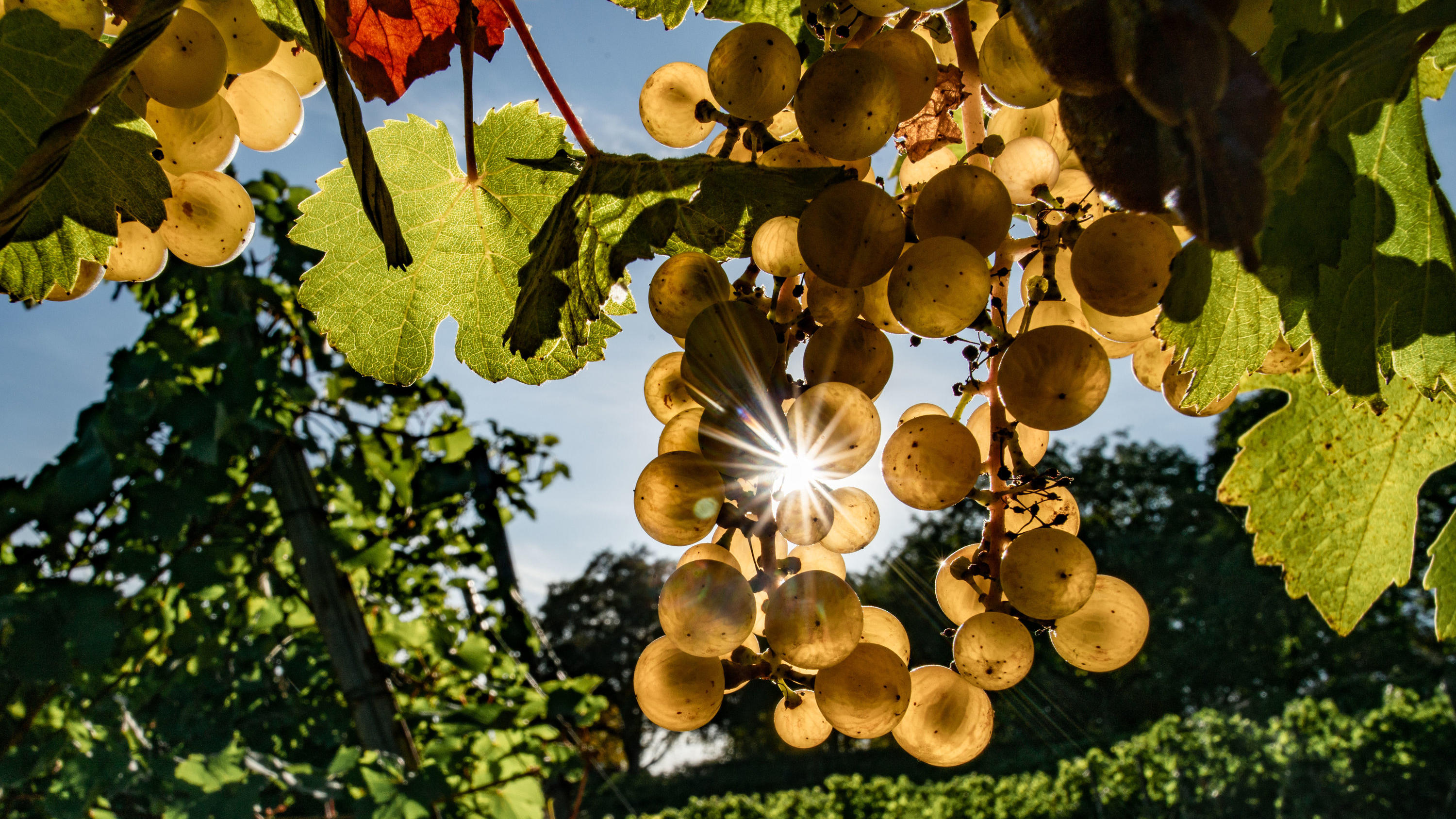 Frankreich & Kroatien: Kältewelle bedroht Obst- und Weinanbau Bisher lässt sich noch nicht sagen, wie hoch die Ernteausfälle der Winzer in Deutschland sein werden.