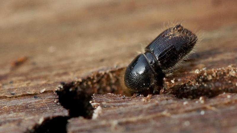 Kaum Frühjahr da kommt schon die BorkenkäferInvasion