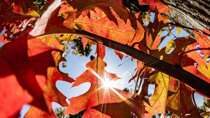 Frühling statt Winter-Wetter im Januar: Die Jahreszeiten verschieben sich Die Jahreszeiten verschieben sich - phänologiche
