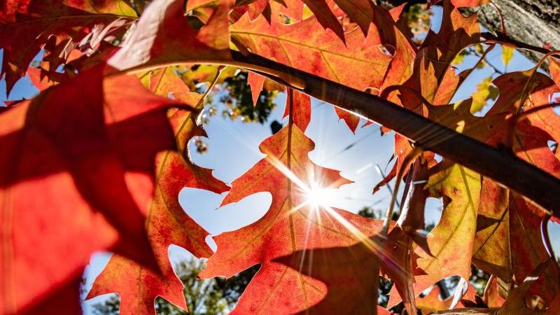 Wetterlexikon: Phänologische Jahreszeiten Wetterlexikon: Phänologische Jahreszeiten