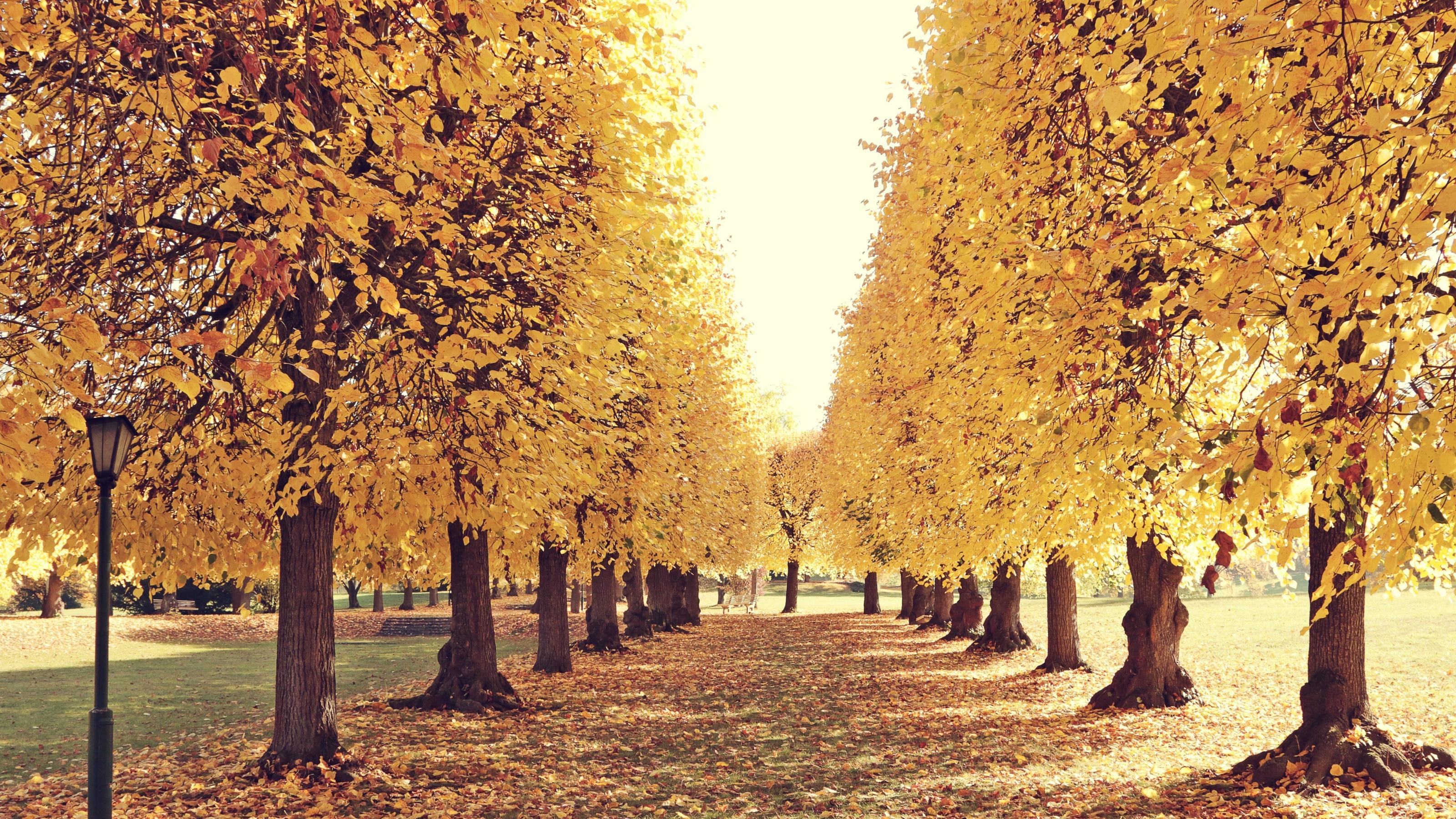 30-Tage-Wettervorhersage vom 12.10.2018: Der Herbst setzt sich in der zweiten Oktoberhälfte durch Lindenallee *** Lindenallee PUBLICATIONxINxGERxSUIxAUTxONLY photocase_2142503