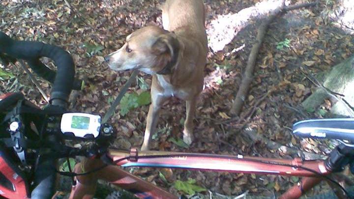 Tobis Radblog: Motiviert durch den Winter - wie kriege ich das hin? Radfahren mit Hund