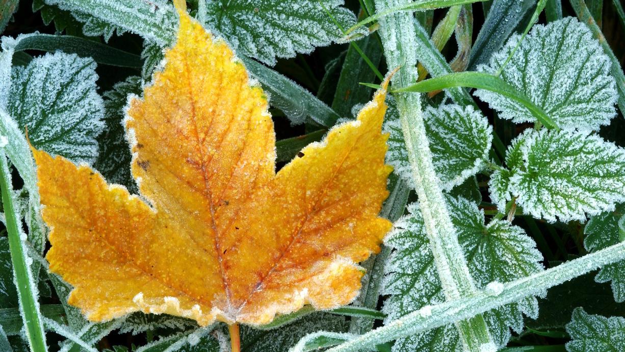 Bodenfrost vorm Herbstanfang