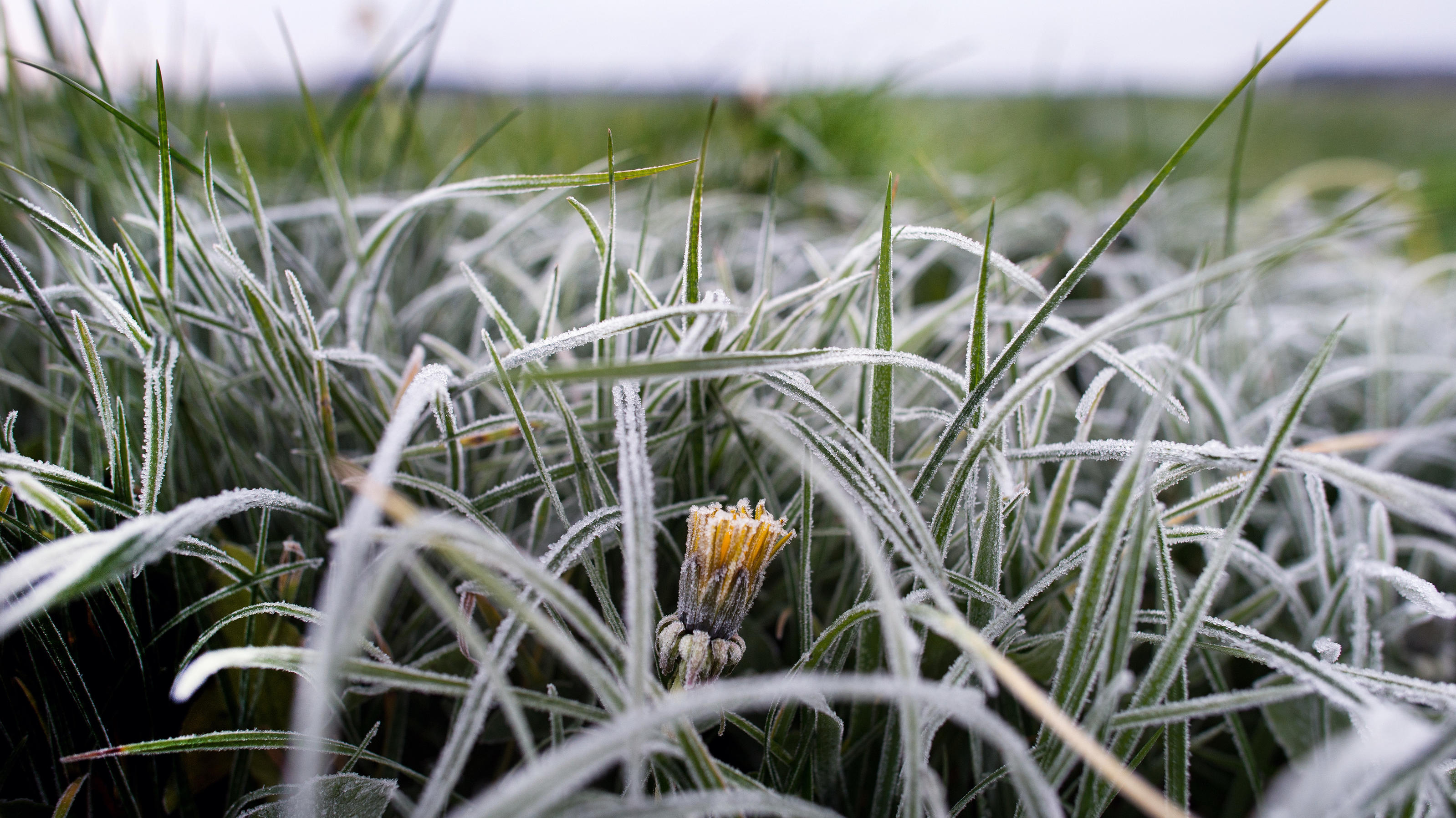Unter -10 Grad: So eisig wird unser Wetter am Wochenende Eiskristalle kleben auf einem Löwenzahn und den Gräsern auf einer Weide bei Gröditz (Sachsen). Foto: Arno Burgi/dpa | Verwendung weltweit