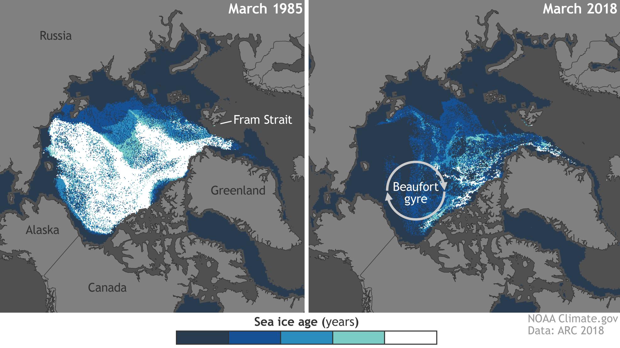 Klimawandel: Immer weniger Rentiere in der immer wärmeren Arktis Arktiseis und Klimawandel