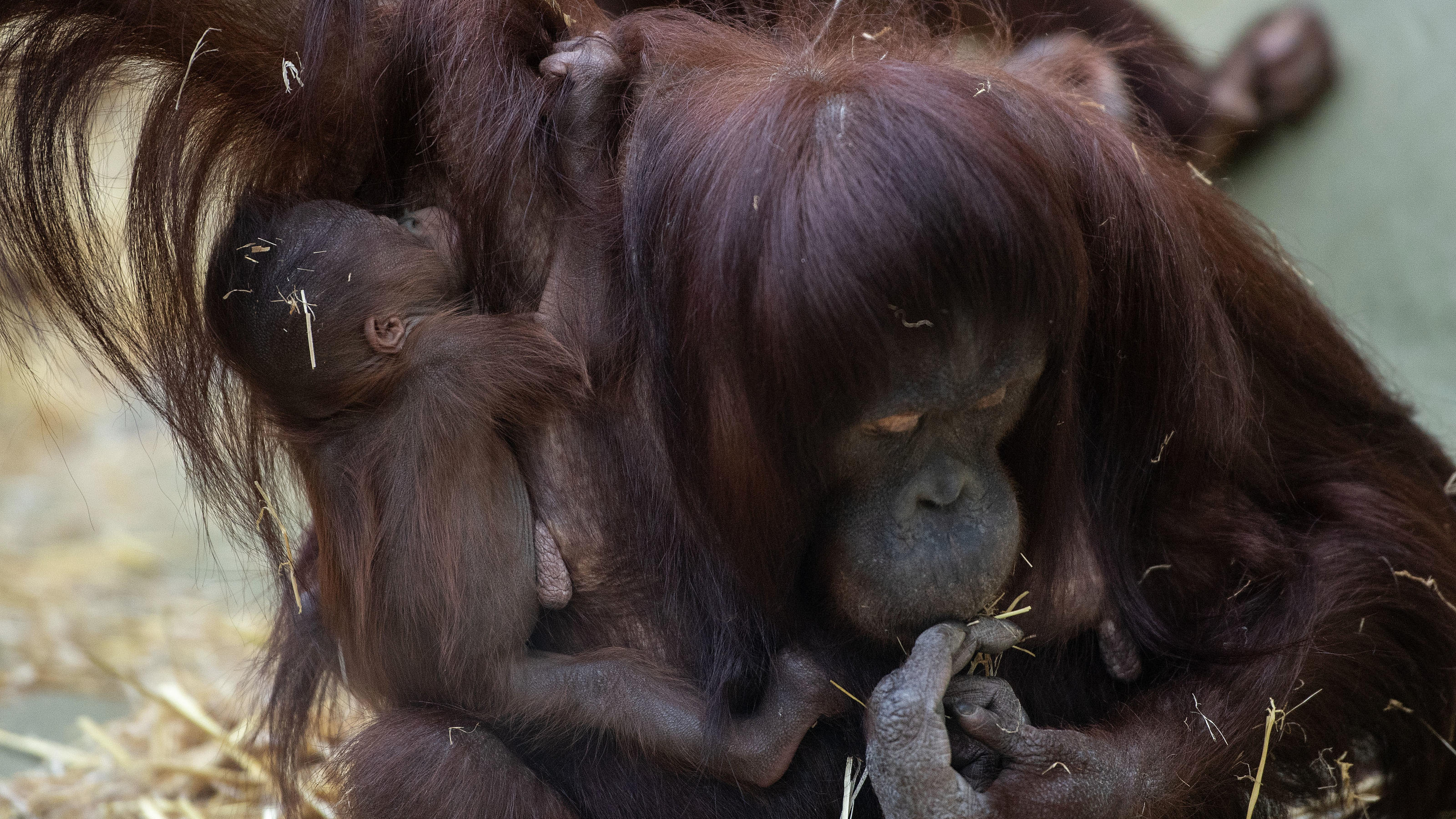 Pünktlich zum Tag der Affen: Orang-Utan-Mädchen Cabu im Kölner Zoo vorgestellt Cabu und Mama Cajunga