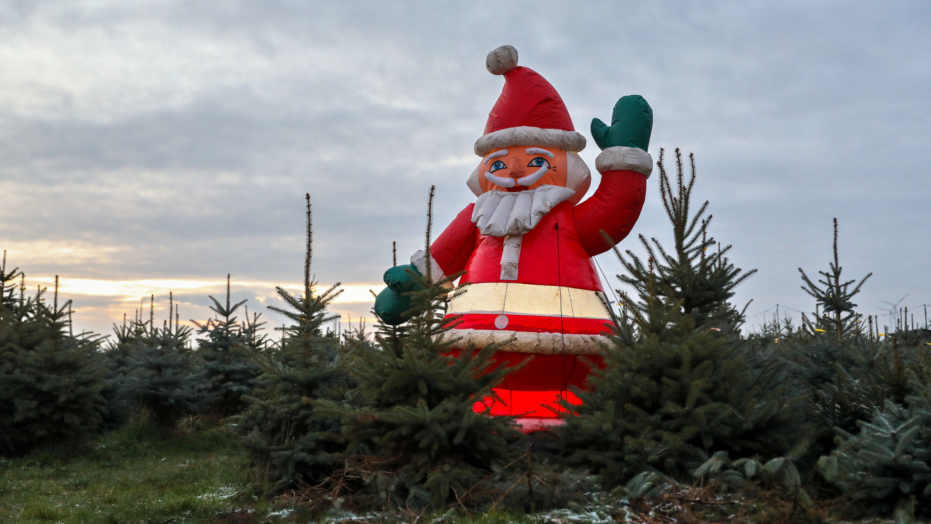 Wetter-Check: Das alles kann der Dezember 17.12.2018, Sachsen, Leipzig: Ein Weihnachtsmann steht in einer grünen Weihnachtsbaumplantage bei Leipzig. Das derzeit milde Wetter lässt nur wenig Hoffnung auf Schnee an Heiligabend zu. Foto: Jan Woitas/dpa-Zentralbild/dpa +++ dpa-Bildfunk +++
