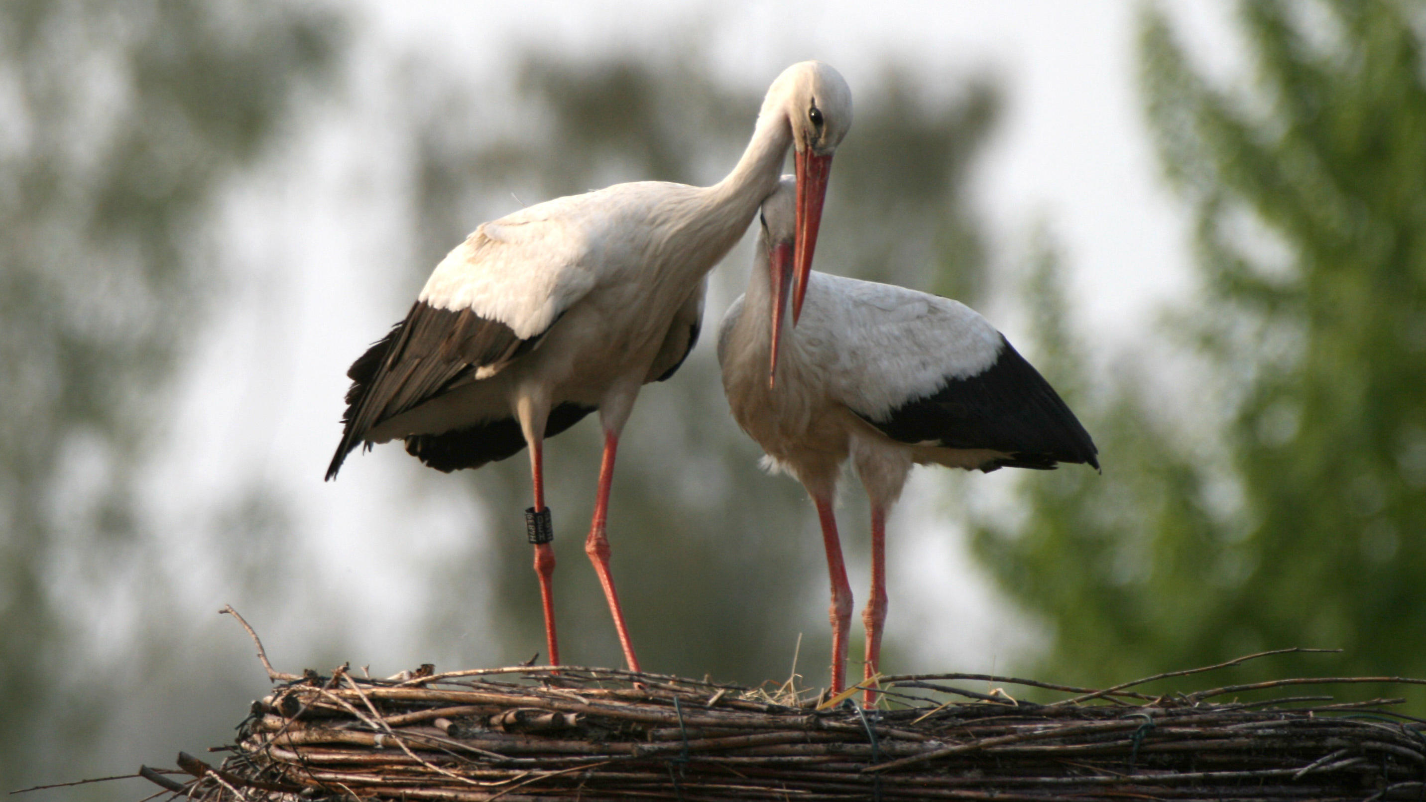 Wetterlexikon: ARGOS Der mit einem Sender ausgestattete Storch