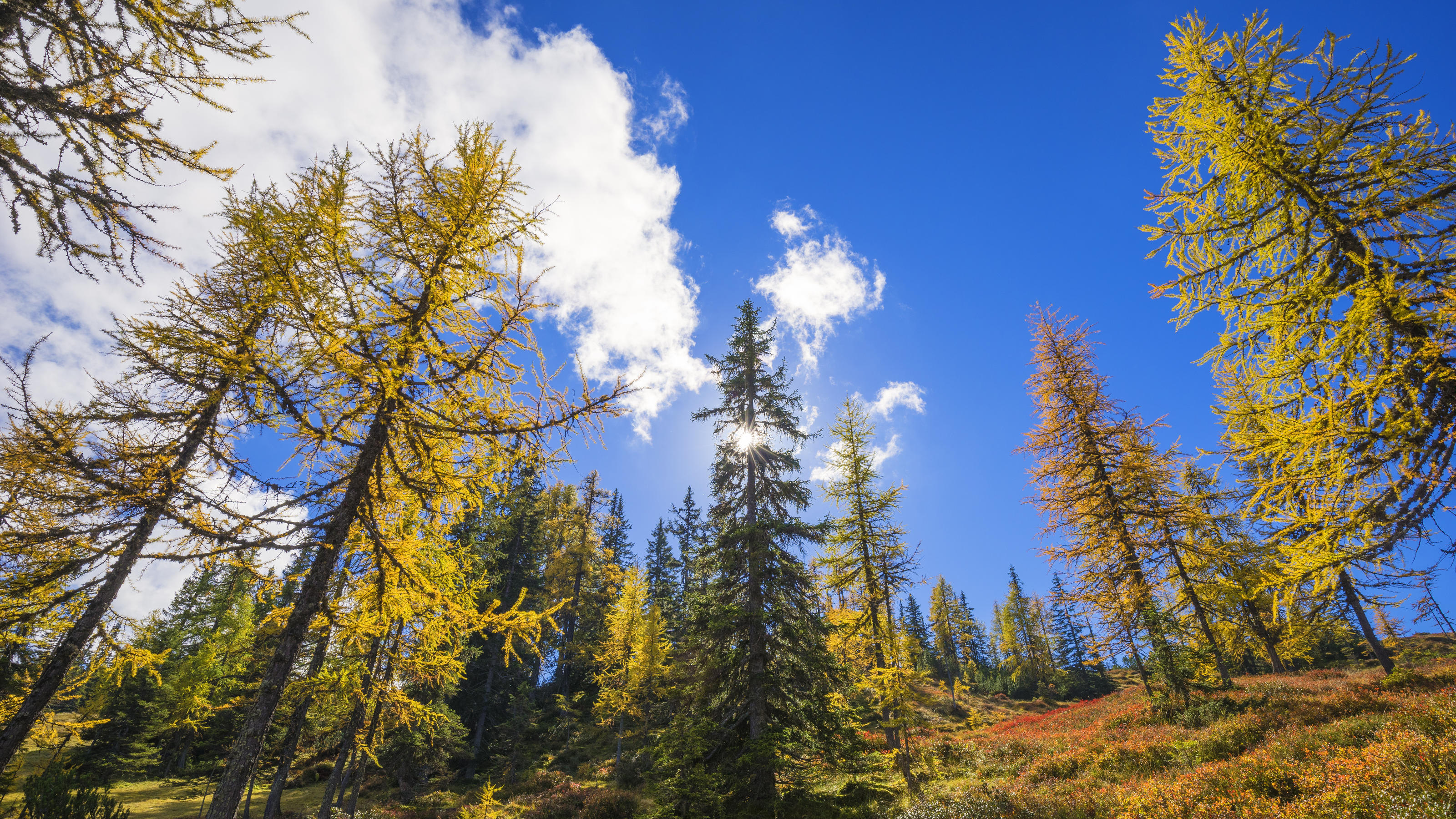 Wetterlexikon: Baumgrenze Farbiger Herbstwald an der Baumgrenze