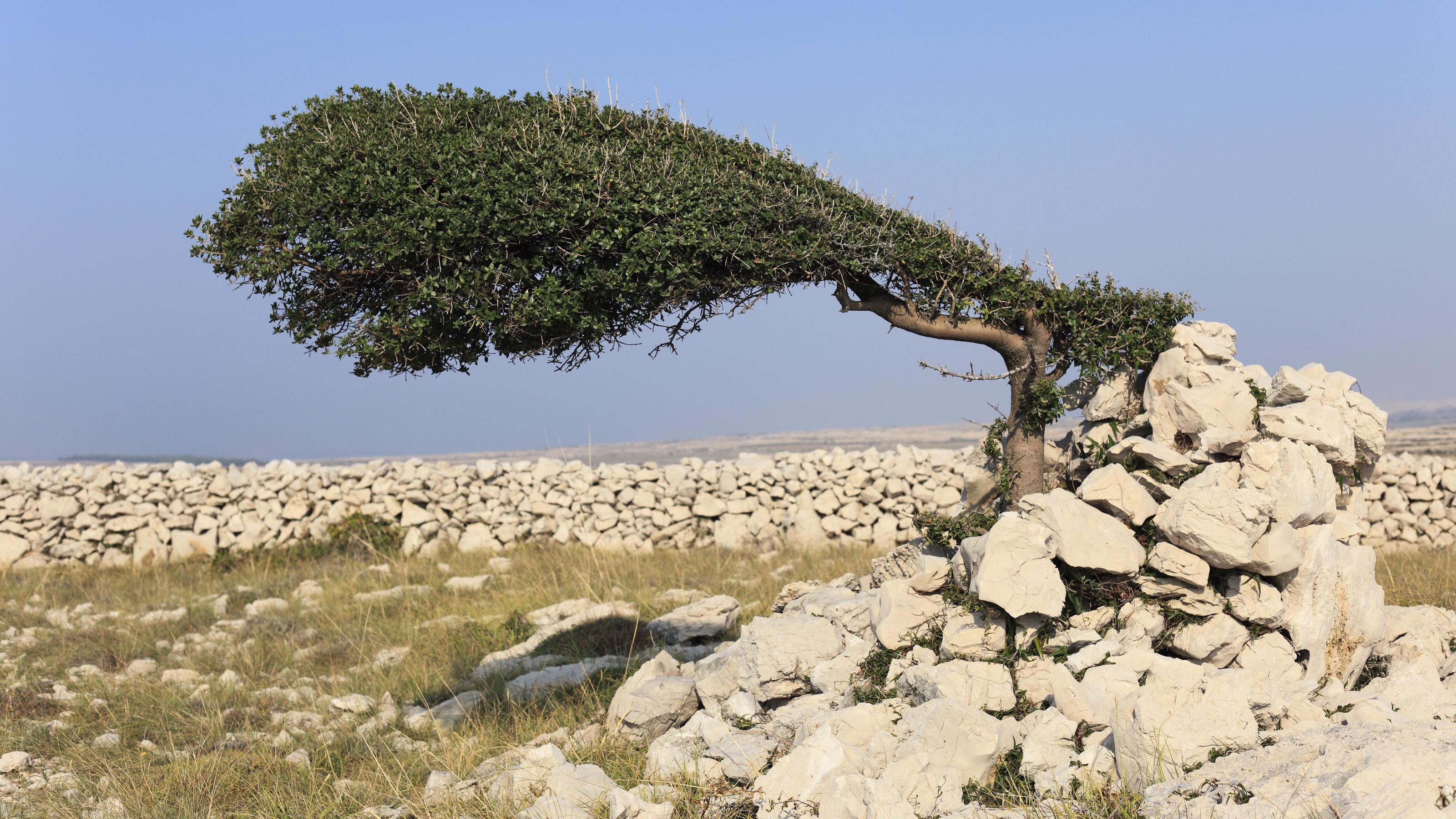 Wetterlexikon: Bora Von Wind geformter Baum.