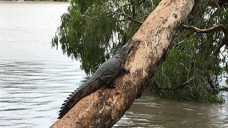 Australien versinkt im Wasser: Salzwasserkrokodile und Schlangen vor Häusern gesichtet Ein Krokodil mitten in der Stadt auf einem Baum.