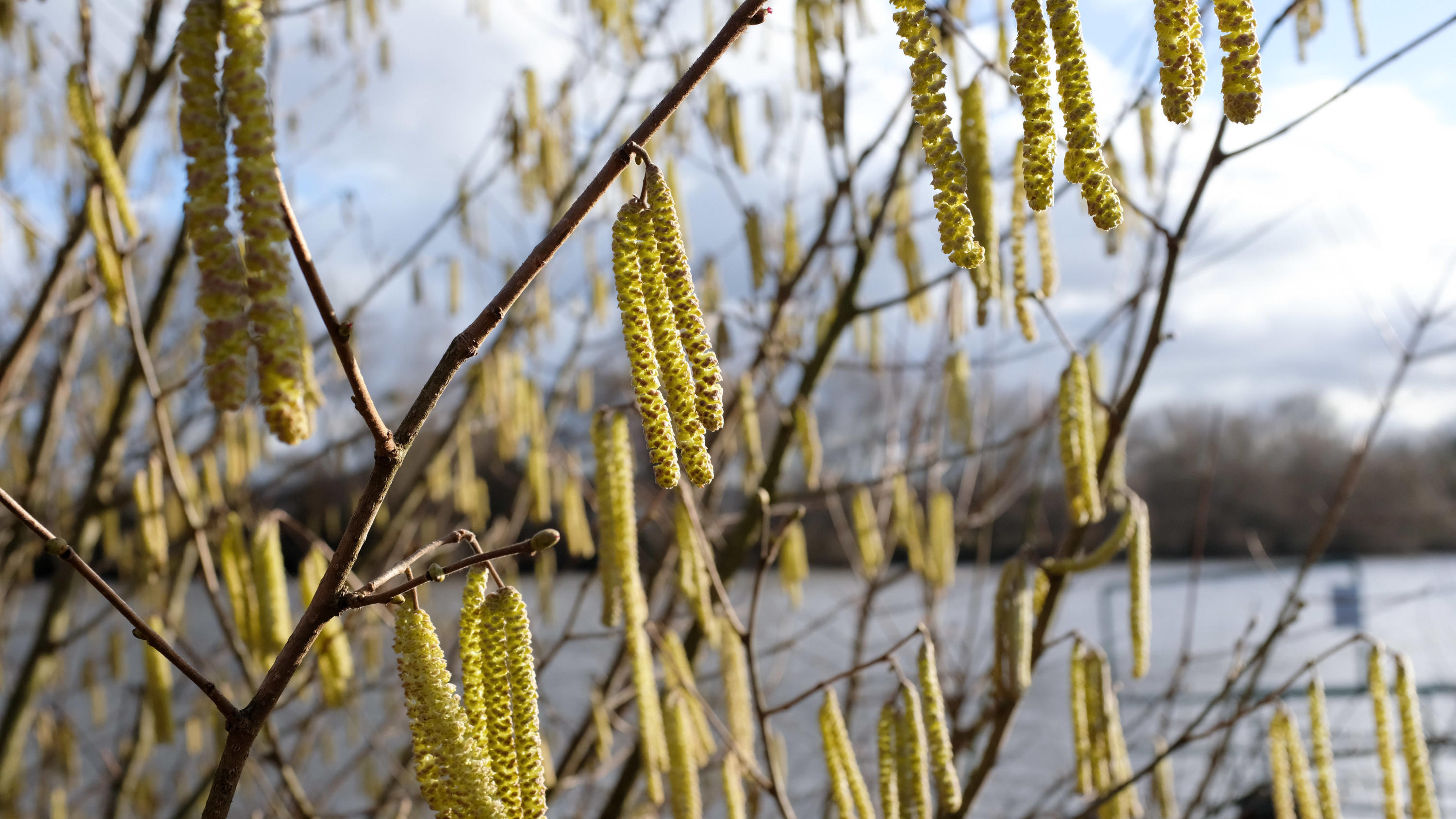 Warum liegt jetzt schon der Geruch von Frühling in der Luft? 14.01.2019, Hessen, Kassel: Haselnuss-Kätzchen werden am Fuldaufer von der Januarsonne angestrahlt. Foto: Uwe Zucchi/dpa +++ dpa-Bildfunk +++