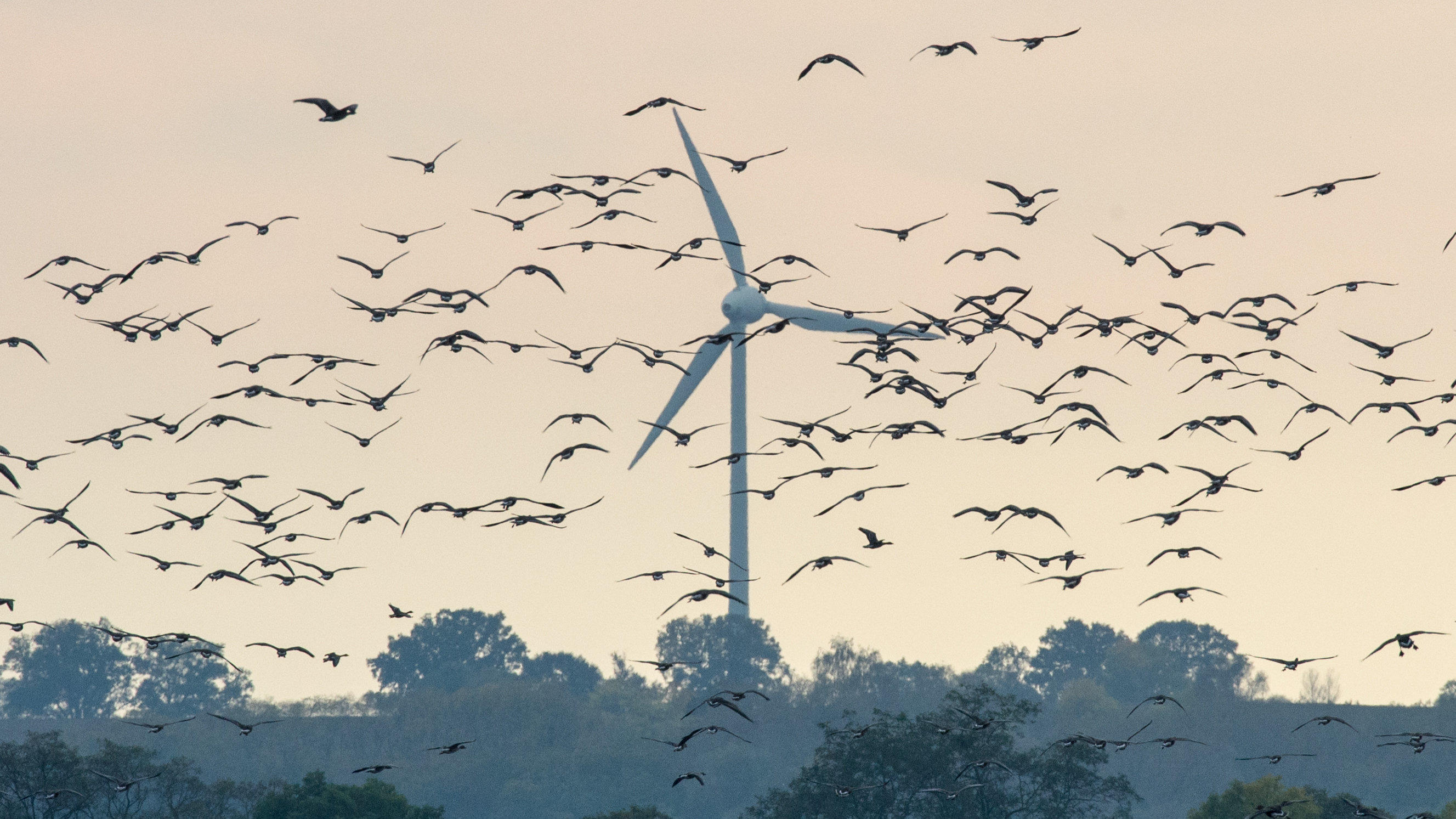 Wetterlexikon: Entropie 14.10.2014, Brandenburg, Sachsendorf: Wildgänse fliegen am Himmel über dem Oderbruch, während sich im Hintergrund ein Windrad dreht.
