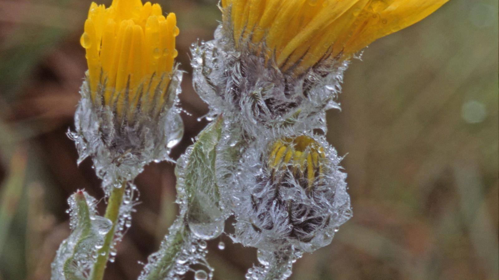 Wetterlexikon: Evapotranspiration Zottiges Habichtskraut