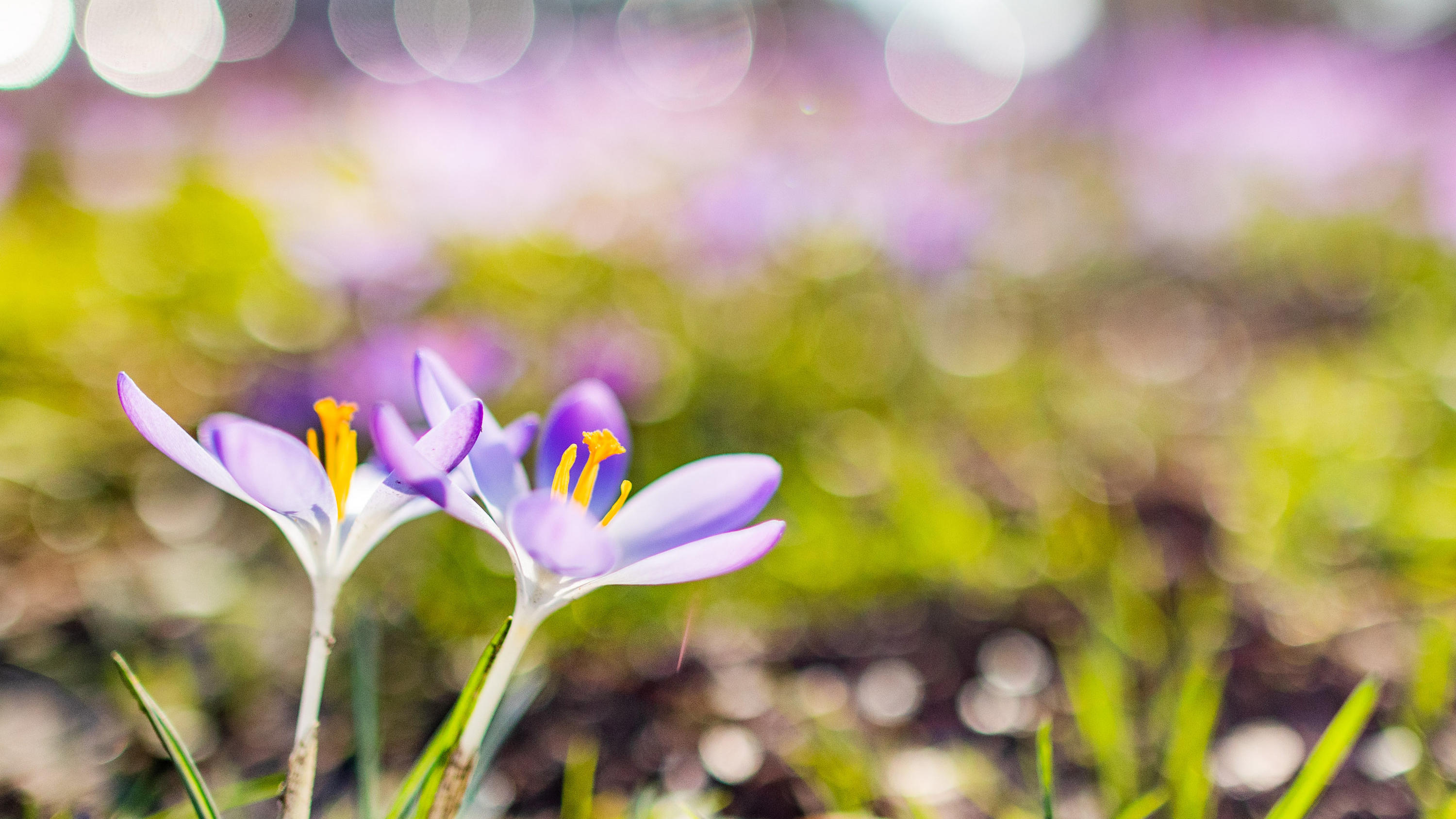 Ganz viel Sonne am Wochenende 16.02.2019, Nordrhein-Westfalen, Recklinghausen: Krokusse blühen auf einer Wiese. Frühlingshafte Temperaturen bestimmen am Wochenende das Wetter in Nordrhein-Westfalen. Foto: Marcel Kusch/dpa +++ dpa-Bildfunk +++