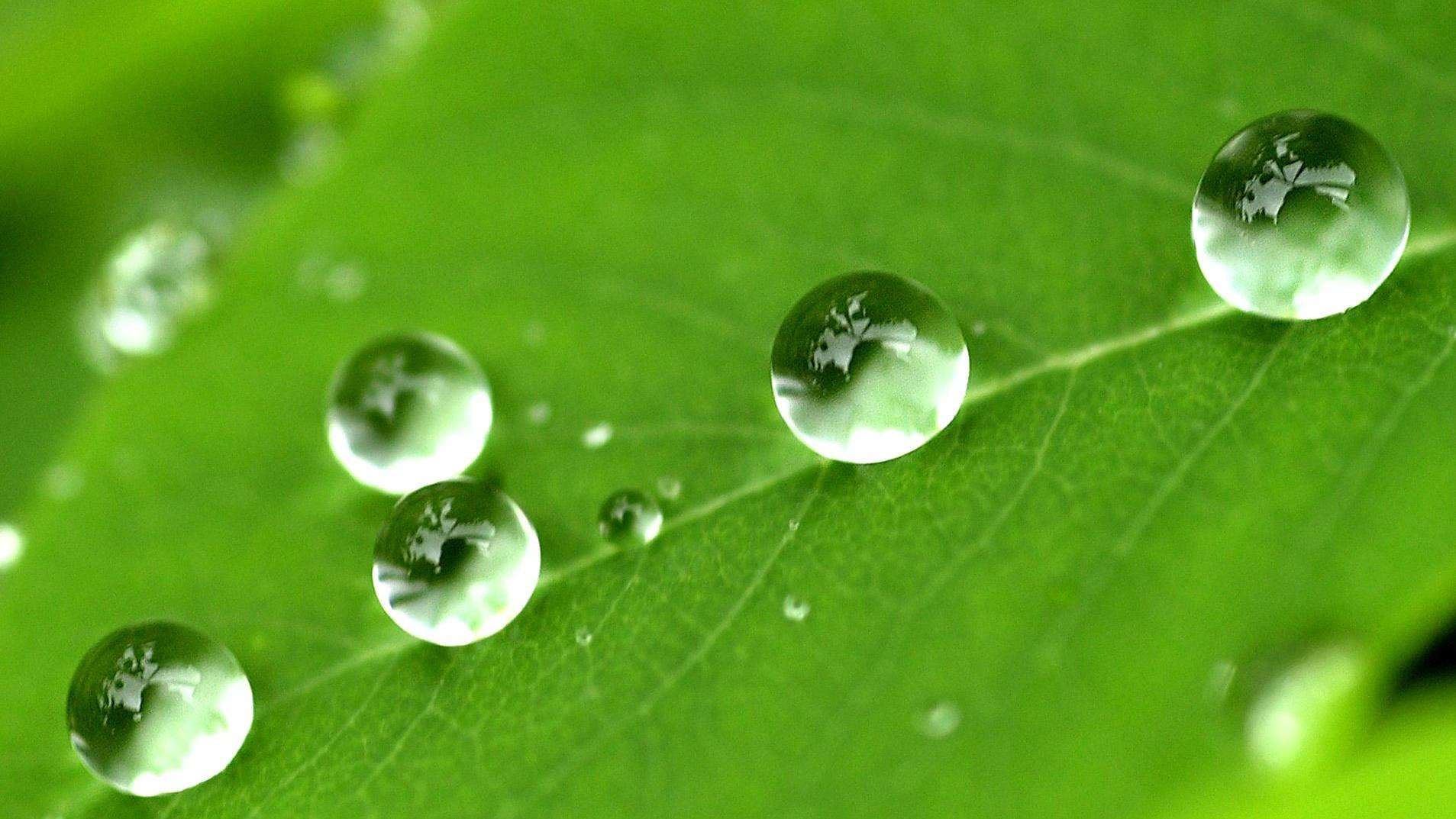 Wetterlexikon: Interzeption Wetterlexikon: Interzeption