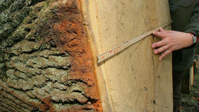 Wetterlexikon: Jahresringe Wetterlexikon: Jahresringe