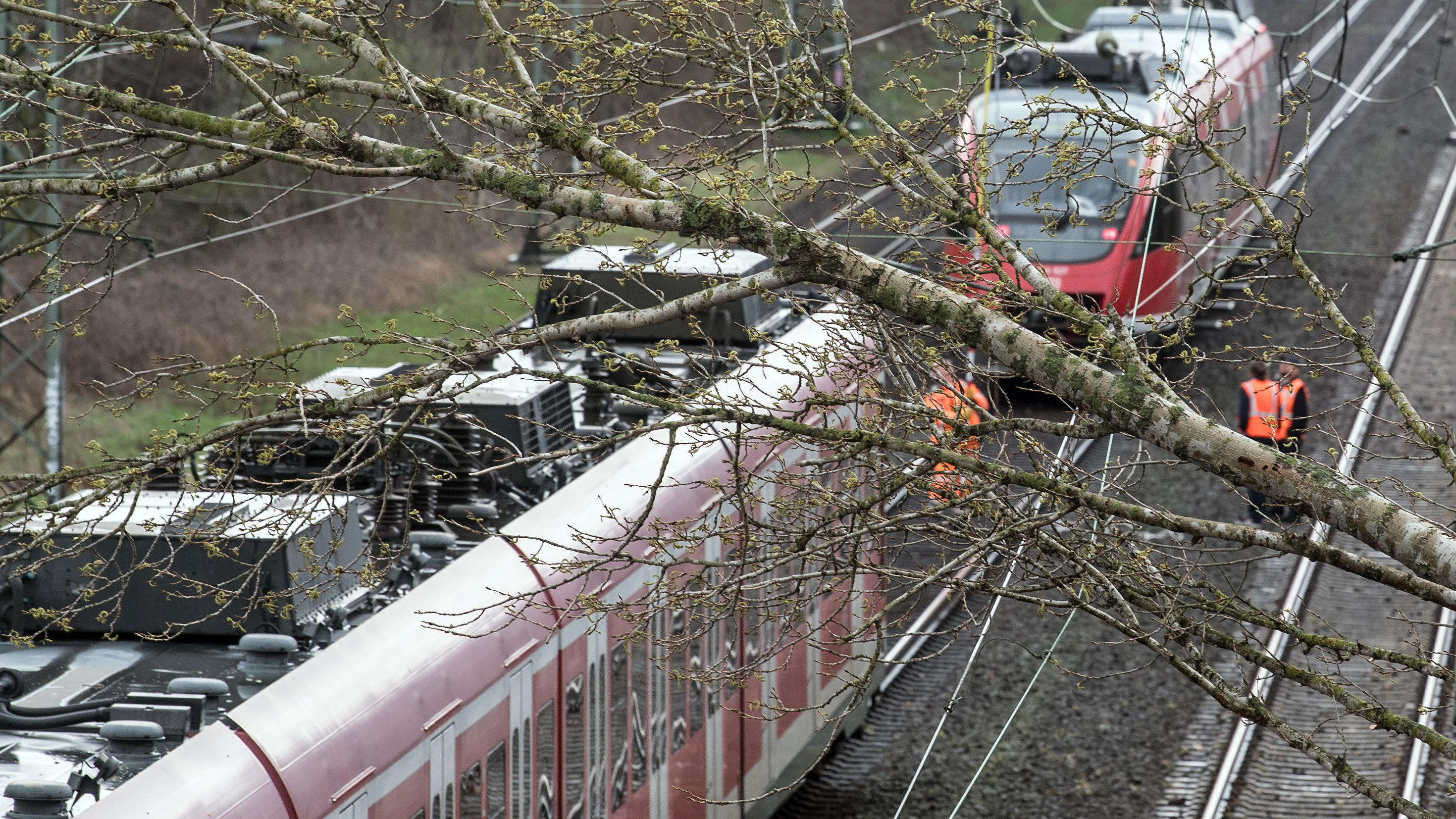Zugstrecken gesperrt – Tausende stranden in Bahnhöfen - MEGA Stau in NRW 11.03.2019, Nordrhein-Westfalen, Dormagen: Ein umgestürzter Baum liegt auf einer Oberleitung einer Bahnstrecke bei Dormagen. Nach Sturmtief «Eberhard» müssen Bahnreisende in NRW am Montag weiter mit Einschränkungen, Ausfällen und verspäteten Zügen re