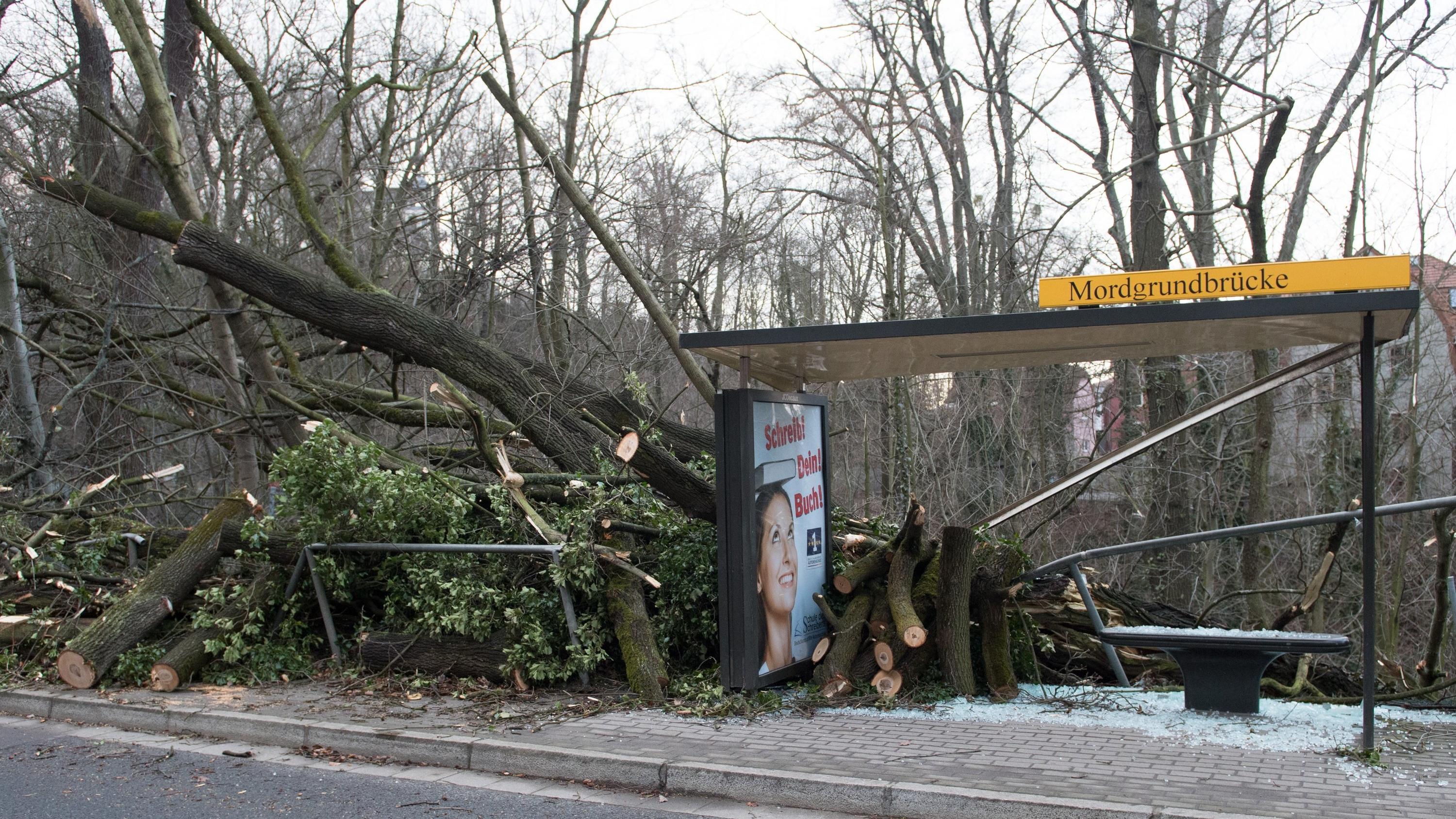 Zugstrecken gesperrt – Tausende stranden in Bahnhöfen - MEGA Stau in NRW 11.03.2019, Sachsen, Dresden: Ein umgestürzter und zerschnittener Baumstamm liegt nach dem Sturmtief Eberhard in einer Haltestelle der Dresdner Verkehrsbetriebe (DVB). Das Sturmtief brachte nach starken Böen in der Nacht auch fallenden Temperaturen u