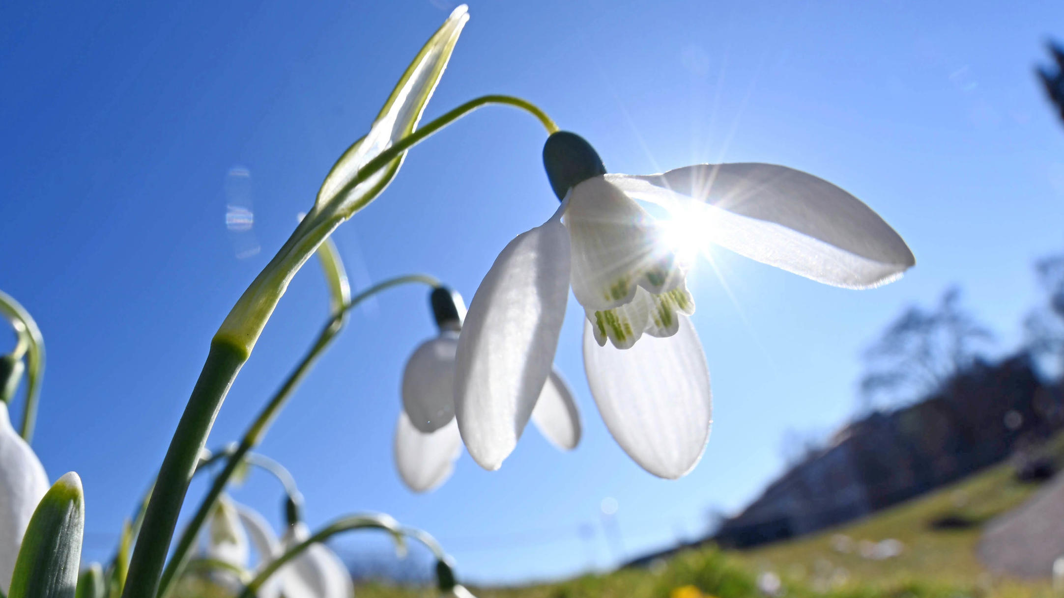 Das 30-Tage-Wetter vom 14.03.2019: Mit etwas Glück Frühlingshoch zum Frühlingsbeginn 18.02.2019, Baden-Württemberg, Karlsruhe: Bei frühlingshaften Temperaturen, blauem Himmel und Sonnenschein, blühen im Botanischen Garten Karlsruhe Schneeglöckchen. Foto: Uli Deck/dpa +++ dpa-Bildfunk +++