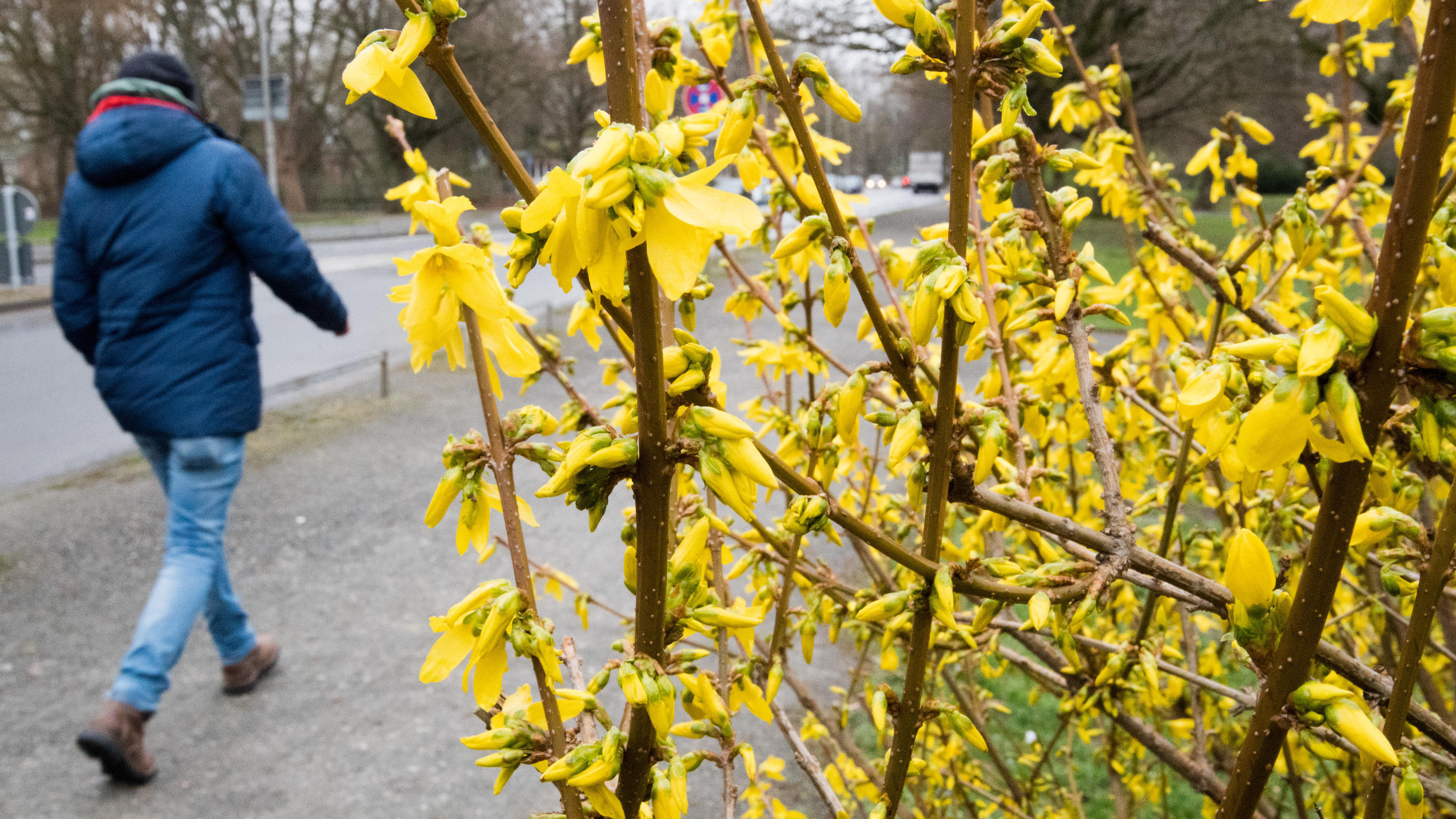 7-Tage-Wetter vom 14.03.2019: Achterbahnfahrt, dann vielleicht ein bisschen Sonne 14.03.2019, Niedersachsen, Hannover: Ein Fußgänger geht bei trüben und stürmischen Wetter an blühenden Forsythien vorbei. Foto: Julian Stratenschulte/dpa +++ dpa-Bildfunk +++