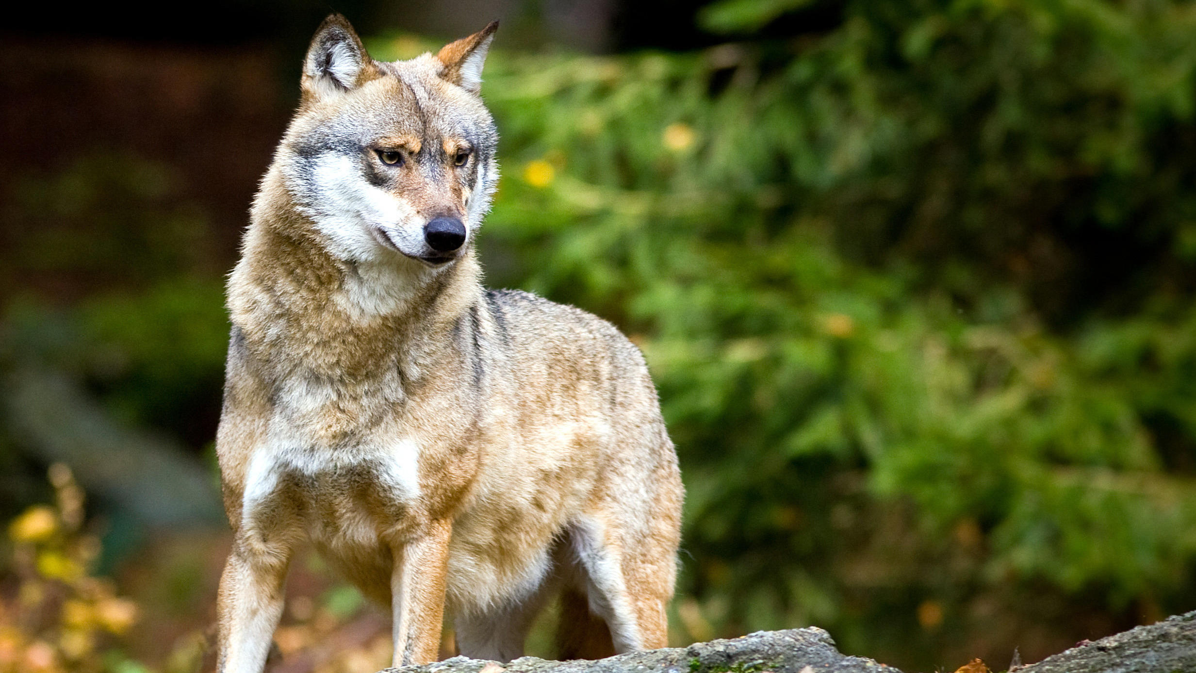 Delfin, Löwe, Bär oder Wolf: Welcher Schlaftyp sind Sie? ARCHIV - 28.10.2009, Bayern, Neuschönau: Ein Wolf (Canis lupus), aufgenommen im Tier-Freigelände im Nationalpark Bayerischer Wald.(zu dpa
