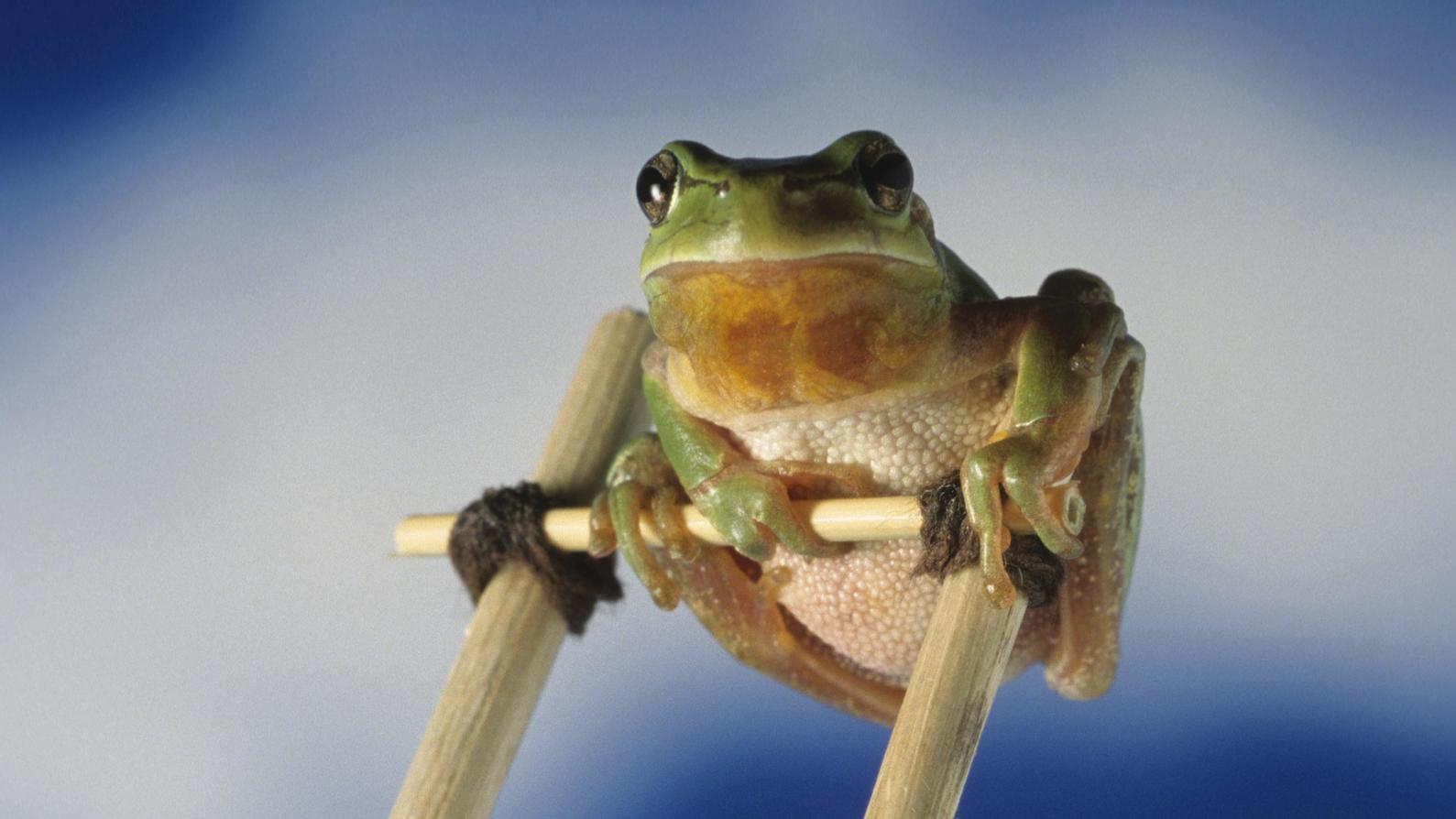 Wetterlexikon: Wetterkunde Mittelmeer-Laubfrosch (Hyla meridionalis) auf einer Leiter