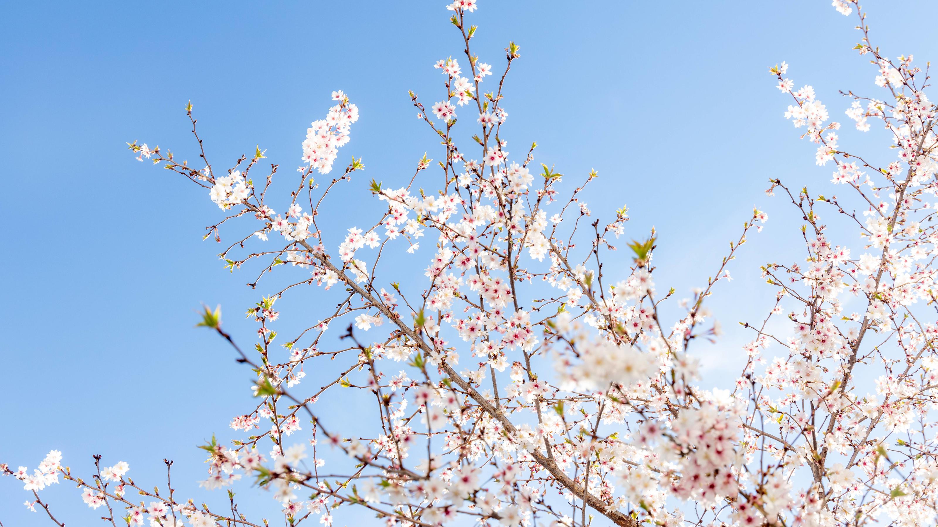 7-Tage-Wetter vom 26.03.2019: 20 Grad sind keine Illusion mehr Sonniges Frühlingswetter 22.03.2019, Oberursel (Hessen): Eine Zierkirsche blüht bei Sonnenschein vor blauem Himmel., Oberursel Deutschland *** Sunny spring weather 22 03 2019 Oberursel Hessen An ornamental cherry blossoms in sunshine against a blue s