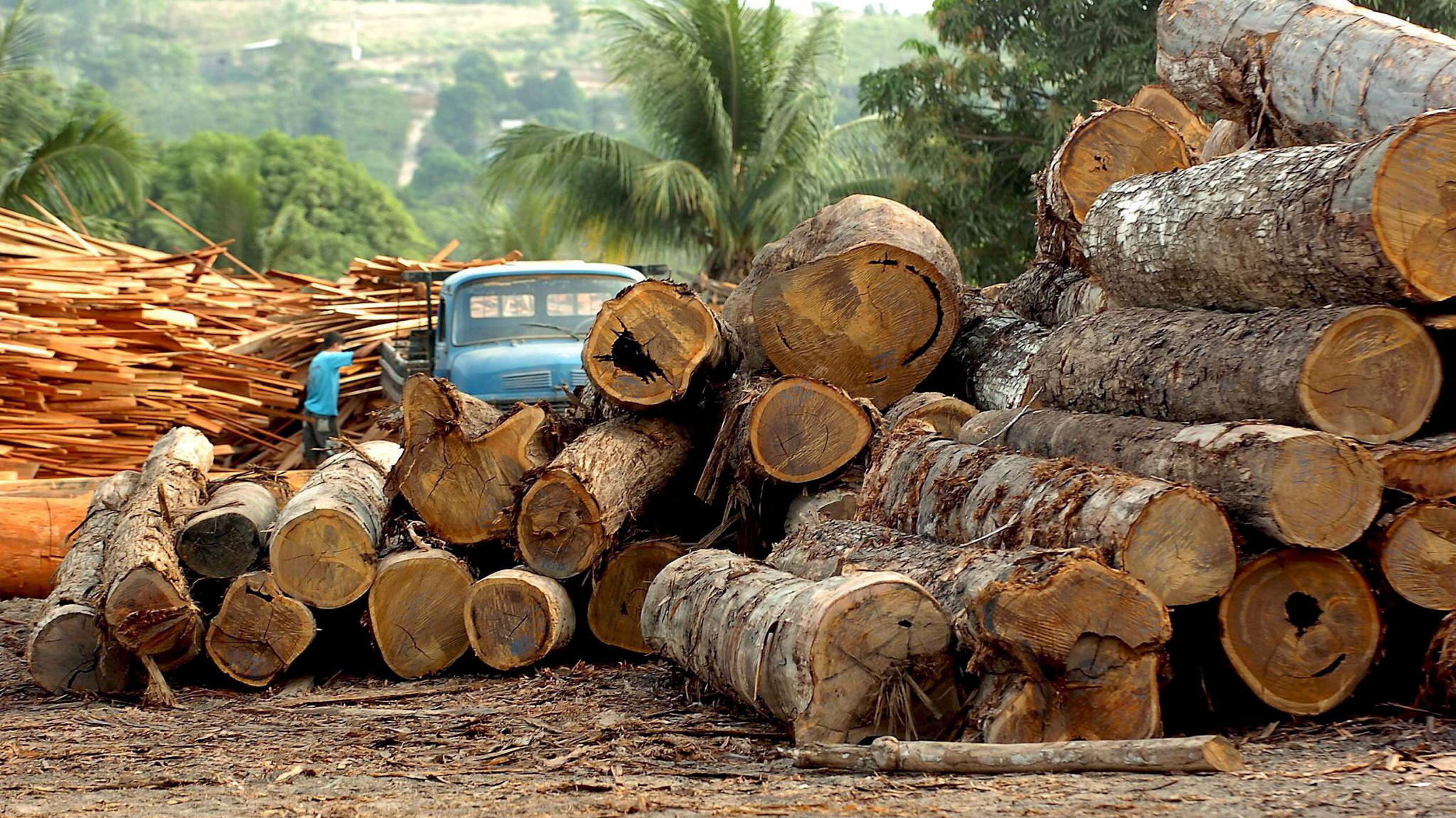 10 Fakten zum Klimawandel: An diesen Stellen ist er jetzt schon messbar ARCHIV - 17.03.2019, Brasilien, Altamira: Eine Holzfabrik in Brasilien (undatiertes Archivfoto). (zu dpa: