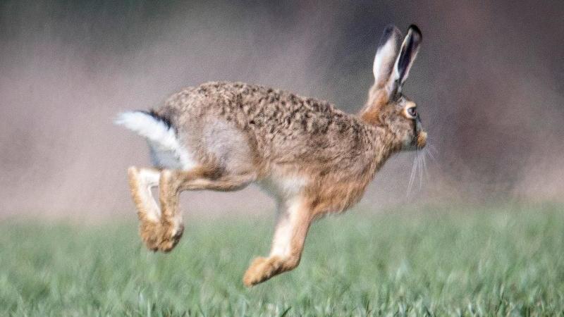 Gute Nachrichten zu Ostern: Immer mehr Feldhasen in Deutschland Ein Feldhase läuft über ein Feld.
