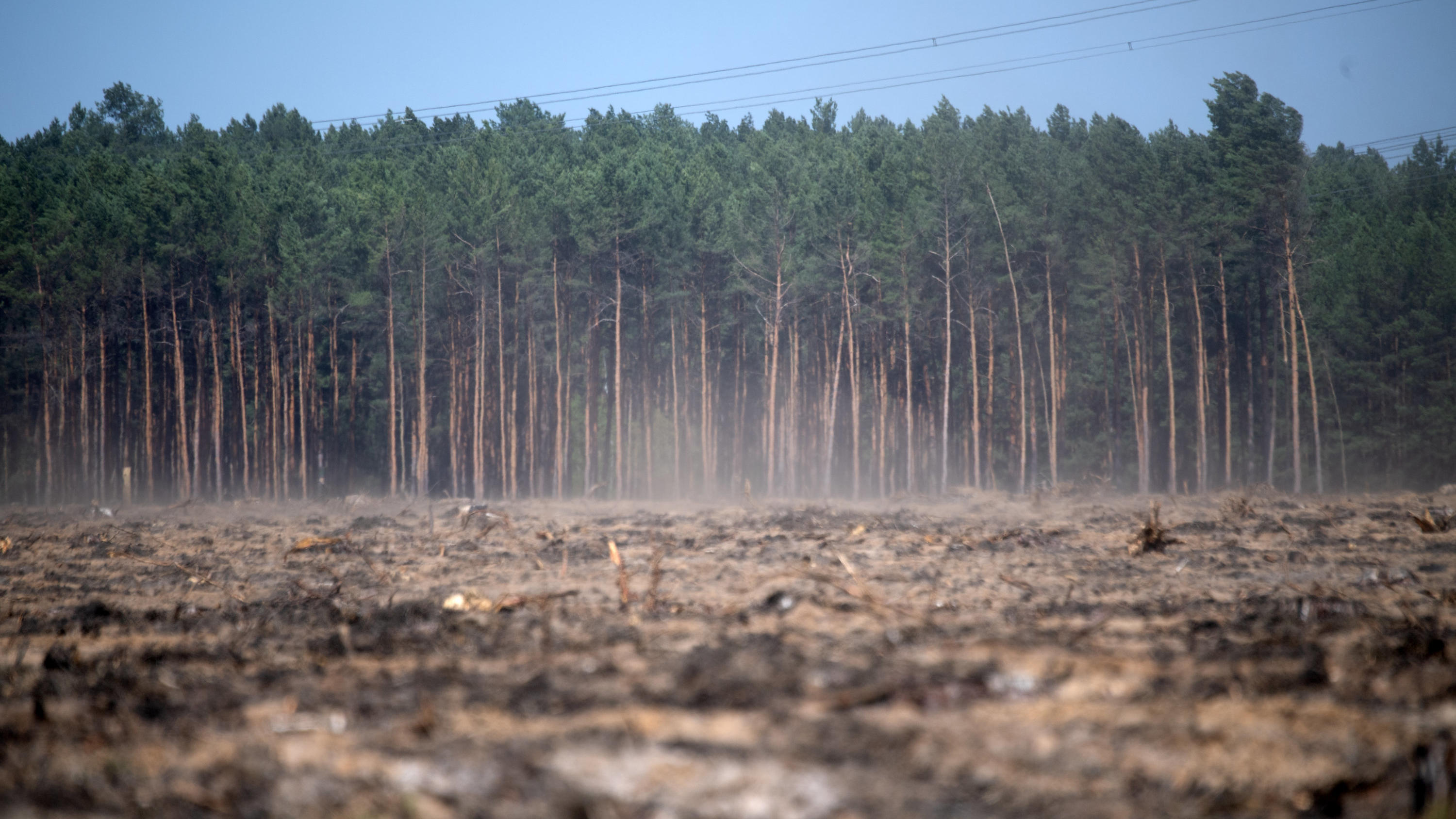 B Ume Durch Extreme Trockenheit Im Klimastress Wetter De