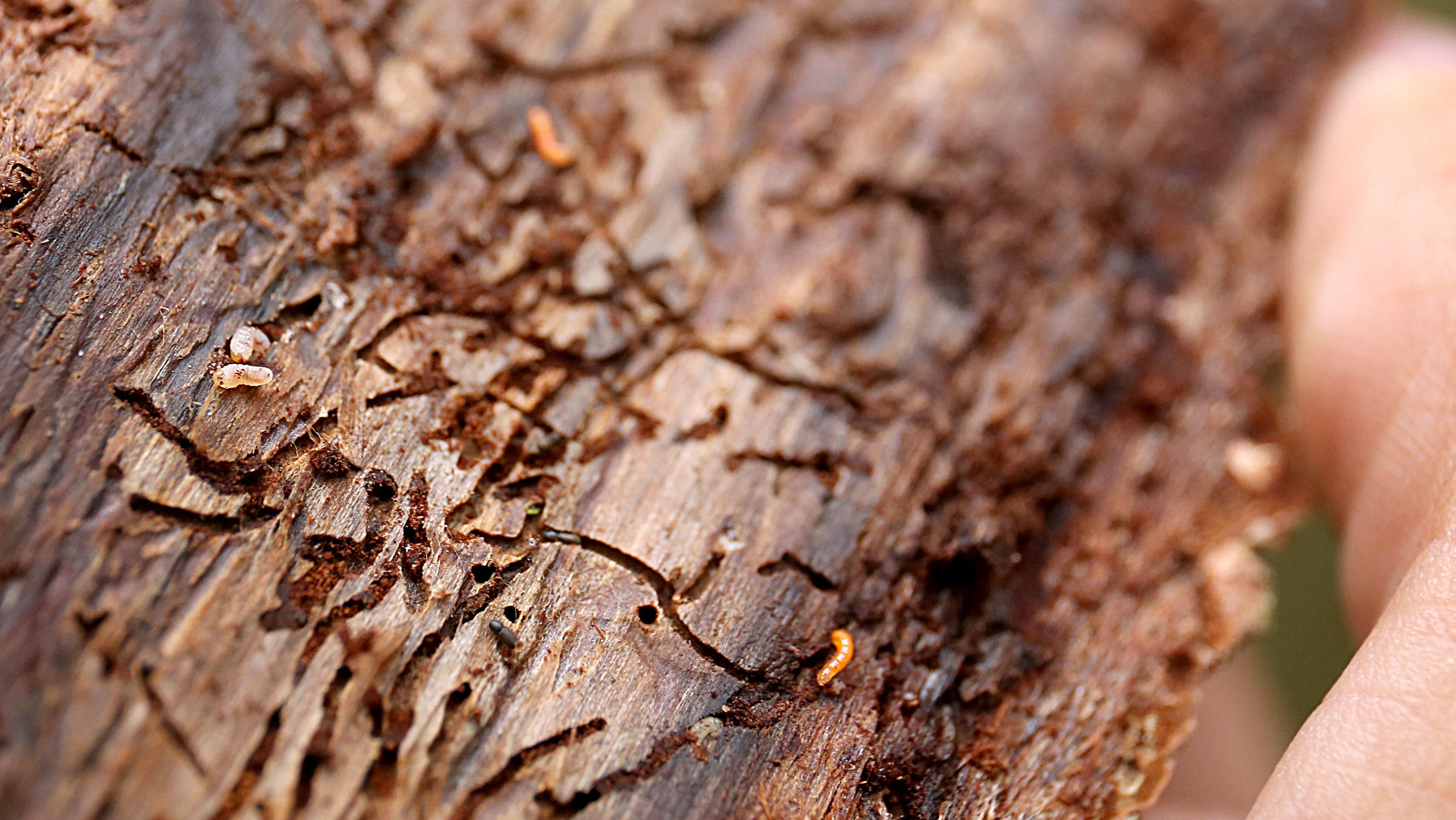 Bäume durch extreme Trockenheit im Klimastress ARCHIV - 01.08.2018, Schleiden: Ein Ranger zeigt Spuren eines Borkenkäfers in der Baumrinde. In Hessens Wäldern hat der Kampf gegen die Borkenkäferplage begonnen. Foto: Oliver Berg/dpa +++ dpa-Bildfunk +++