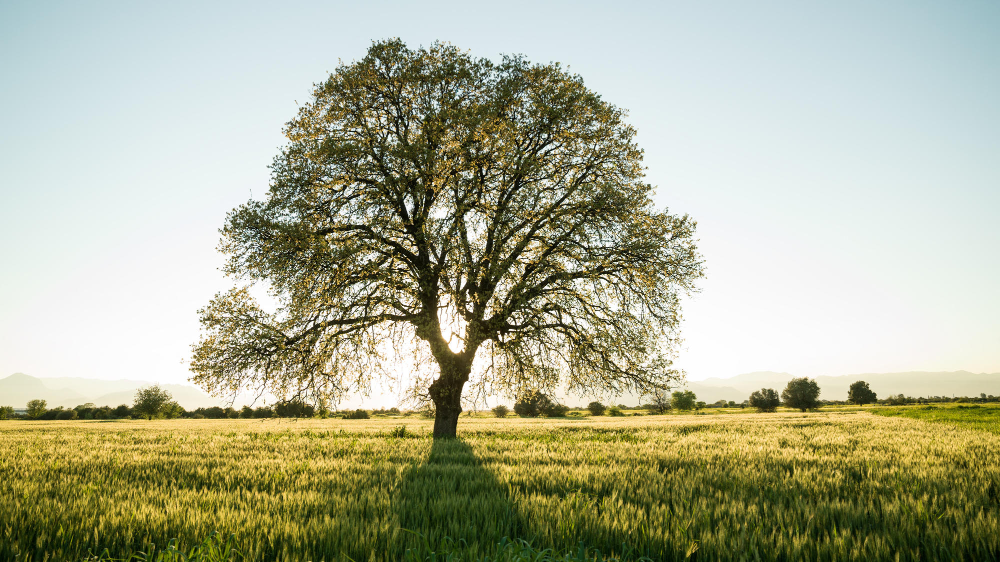 Mehr als Sauerstoffversorger: Warum Bäume so wichtig sind Baum auf Wiese