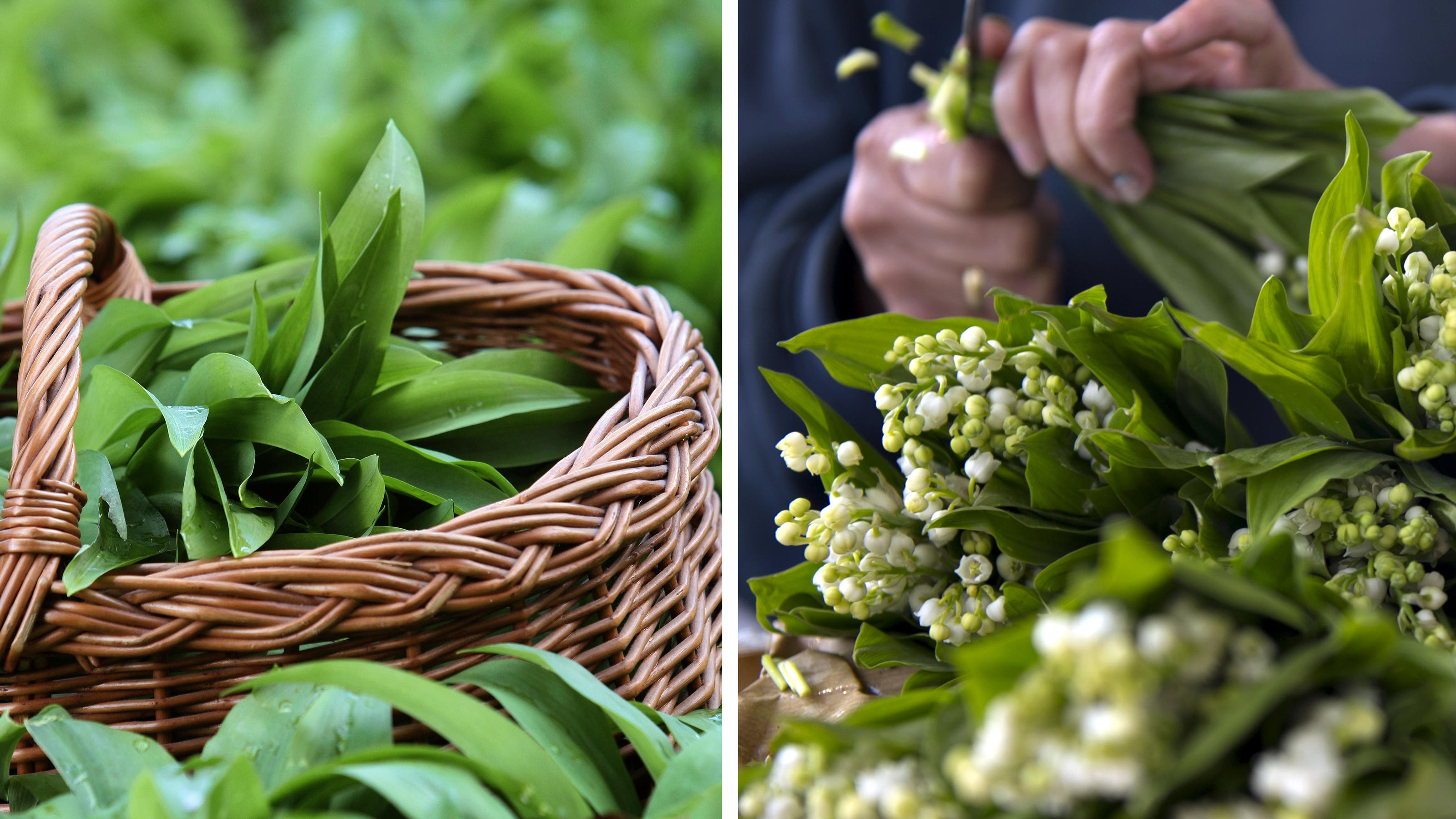 Mann verwechselt Bärlauch und Herbstzeitlose - tot! Bärlauch Maiglöckchen