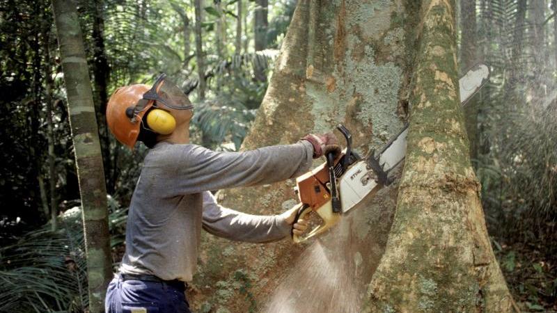 Earth Overshoot Day: Wir verbrauchen unsere Jahresressourcen immer schneller Holzfäller