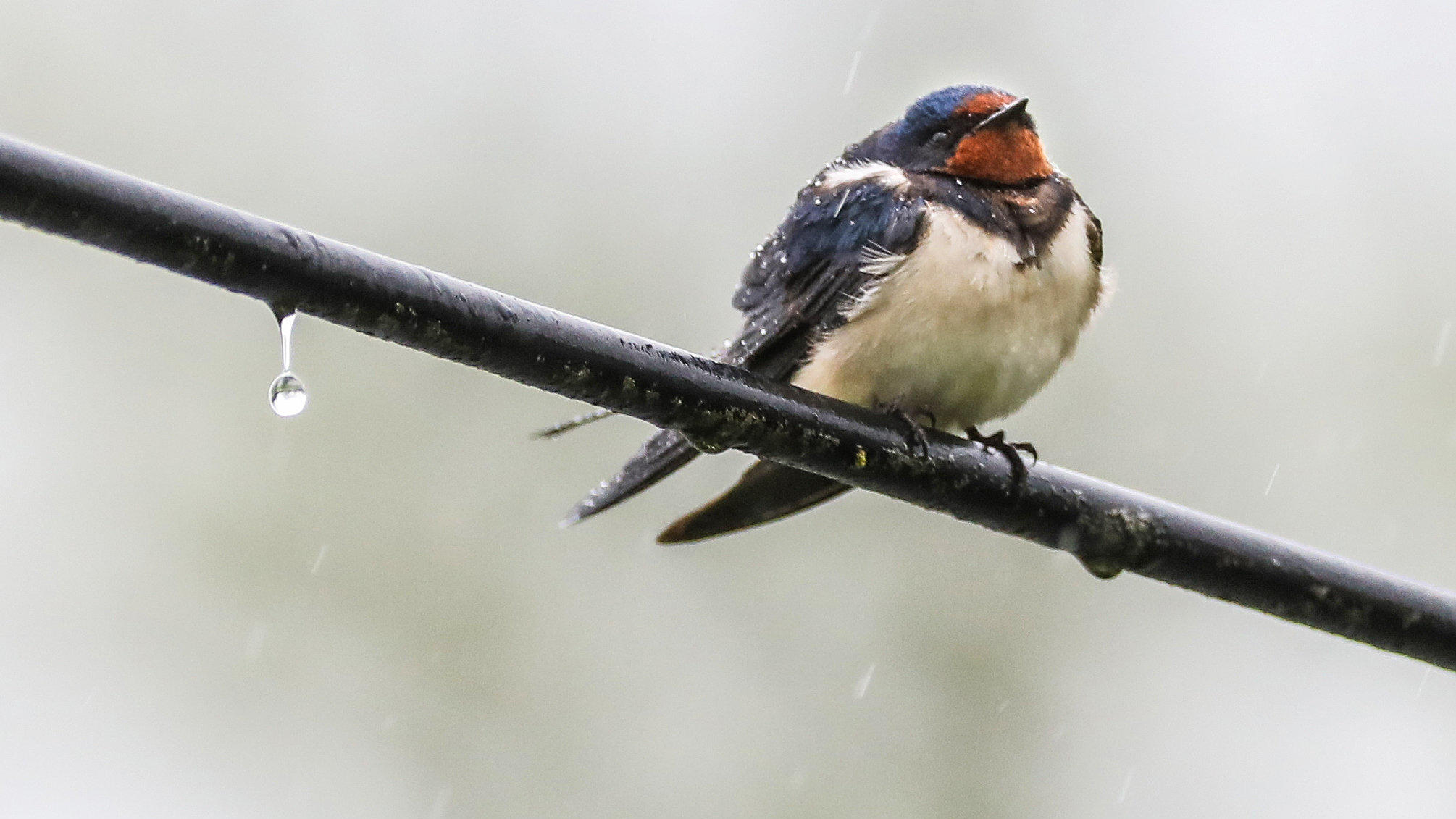 Wetterbericht für Deutschland für den 16.05.2019: Der Tag verläuft oft trüb und nass 10.05.2019, Baden-Württemberg, Daugendorf: Eine Rauchschwalbe (Hirundo rustica) sitzt im Regen auf einer Stromleitung, von der ein Regentropfen fällt.