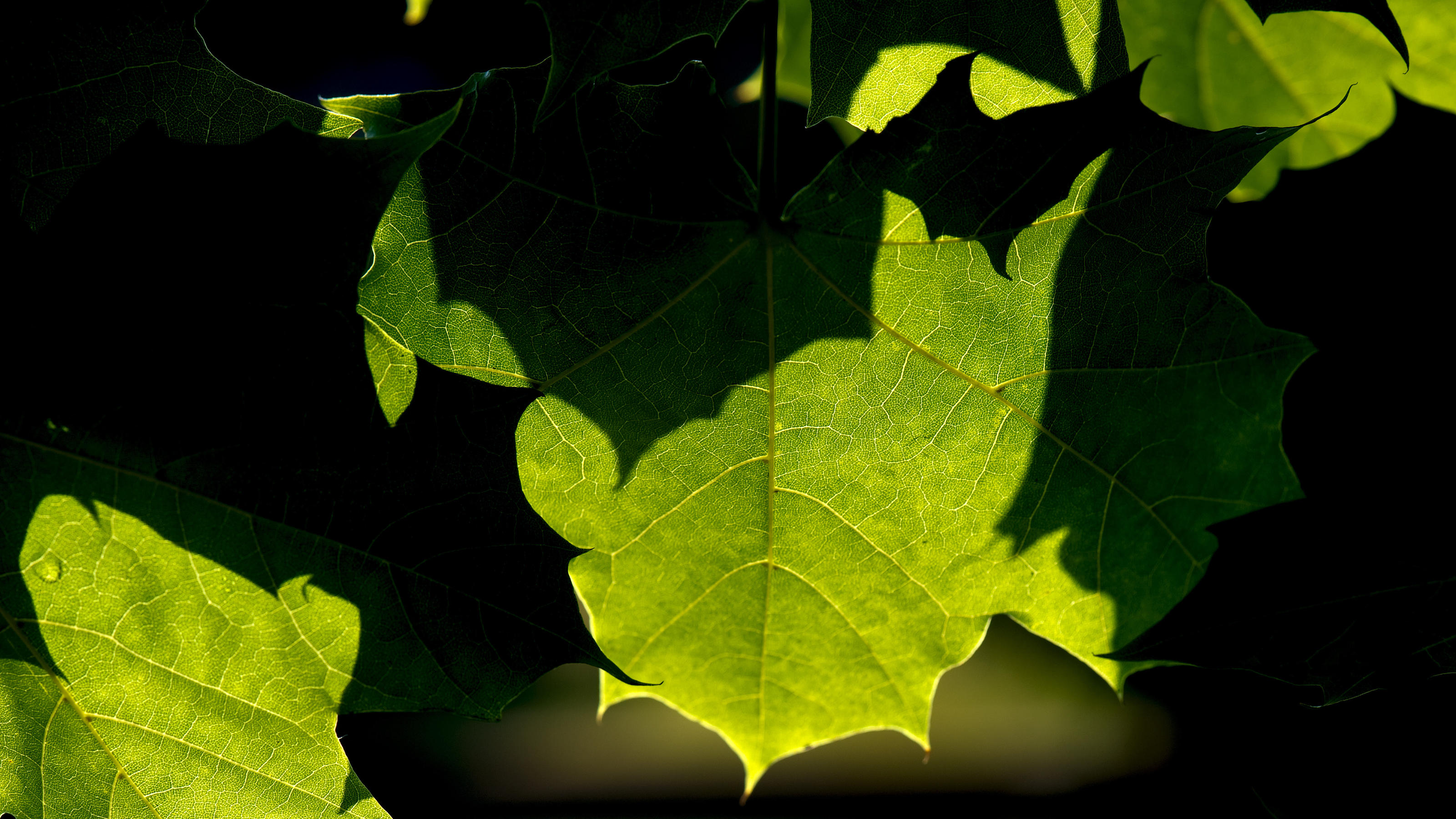 Wetterlexikon: Transpiration Wetterlexikon: Transpiration