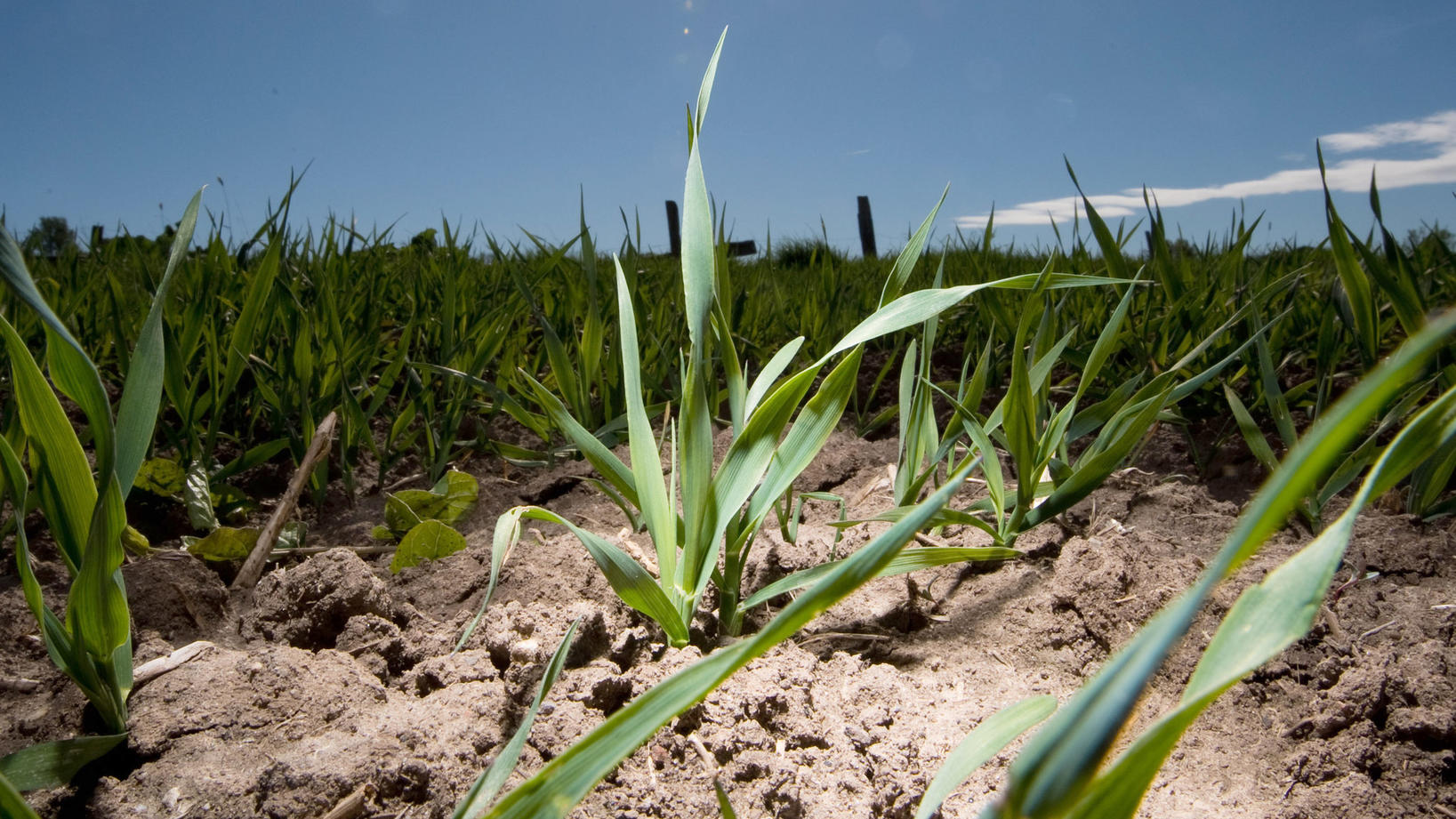 Wetterlexikon: Vegetationsperiode Wetterlexikon: Vegetationsperiode