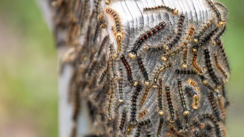 Hunderttausende Schwammspinner fallen über Häuser her Schwammspinner auf einem Holzgeländer