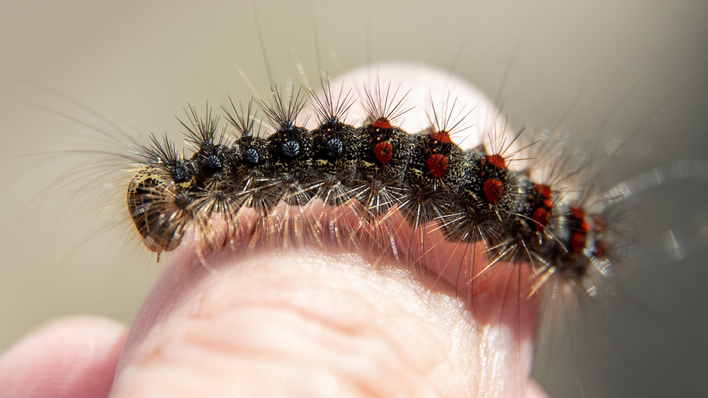 Hunderttausende Schwammspinner fallen über Häuser her Schwammspinner-Raupe