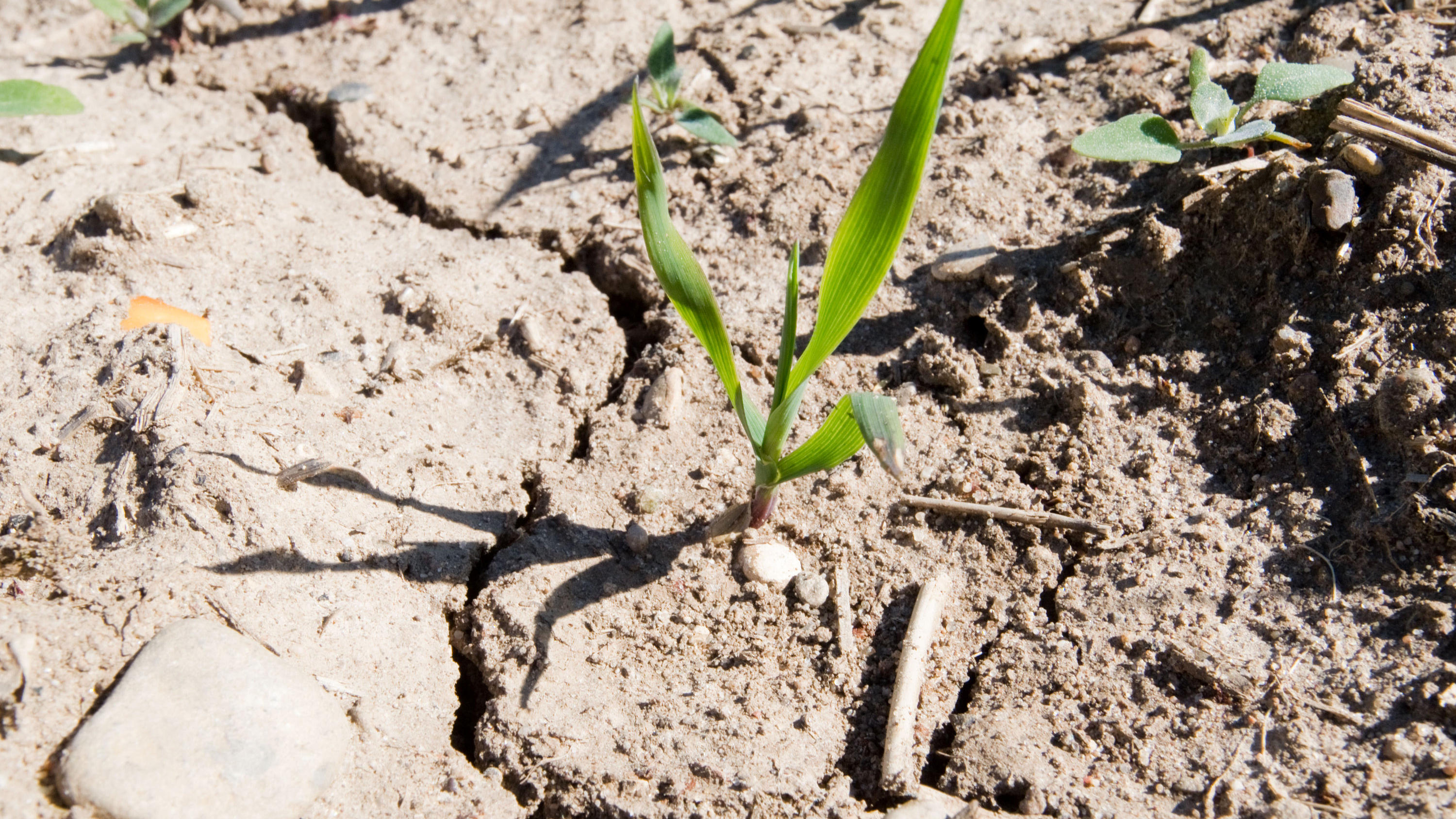 April macht was er will – nur anders ARCHIV - 25.04.2019, Niedersachsen, Laatzen: Auf einem sehr trockenen Feld in der Region Hannover sind Risse im Boden zu sehen. (zu dpa: